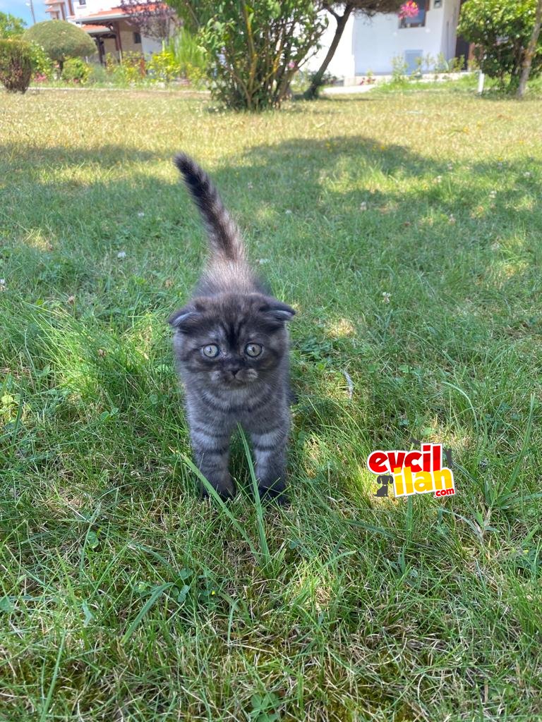 Scottish fold oyuncu dişi minnoş yavrumuz 