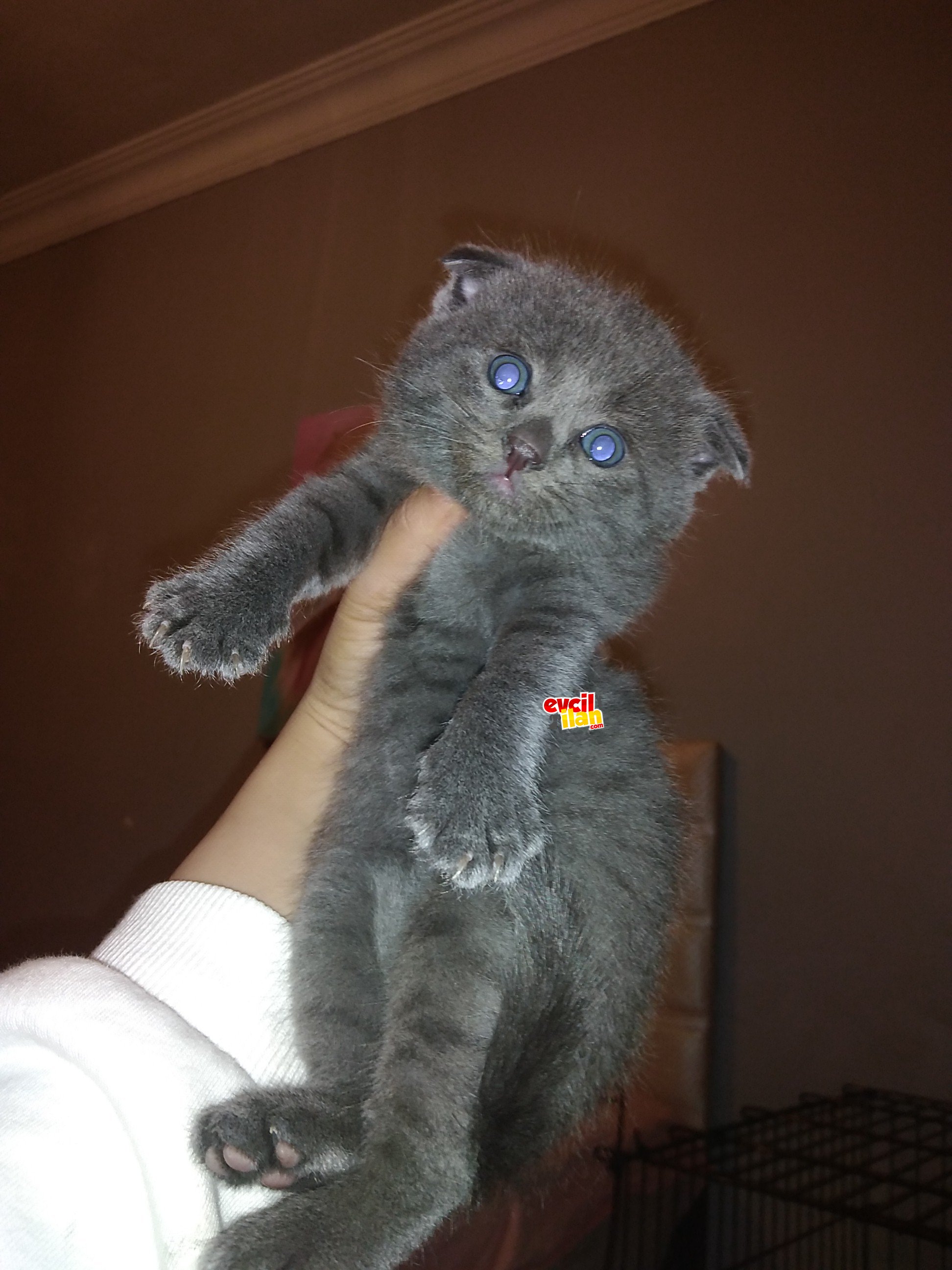 Scottish Fold/ Scottish straight yavrularım 