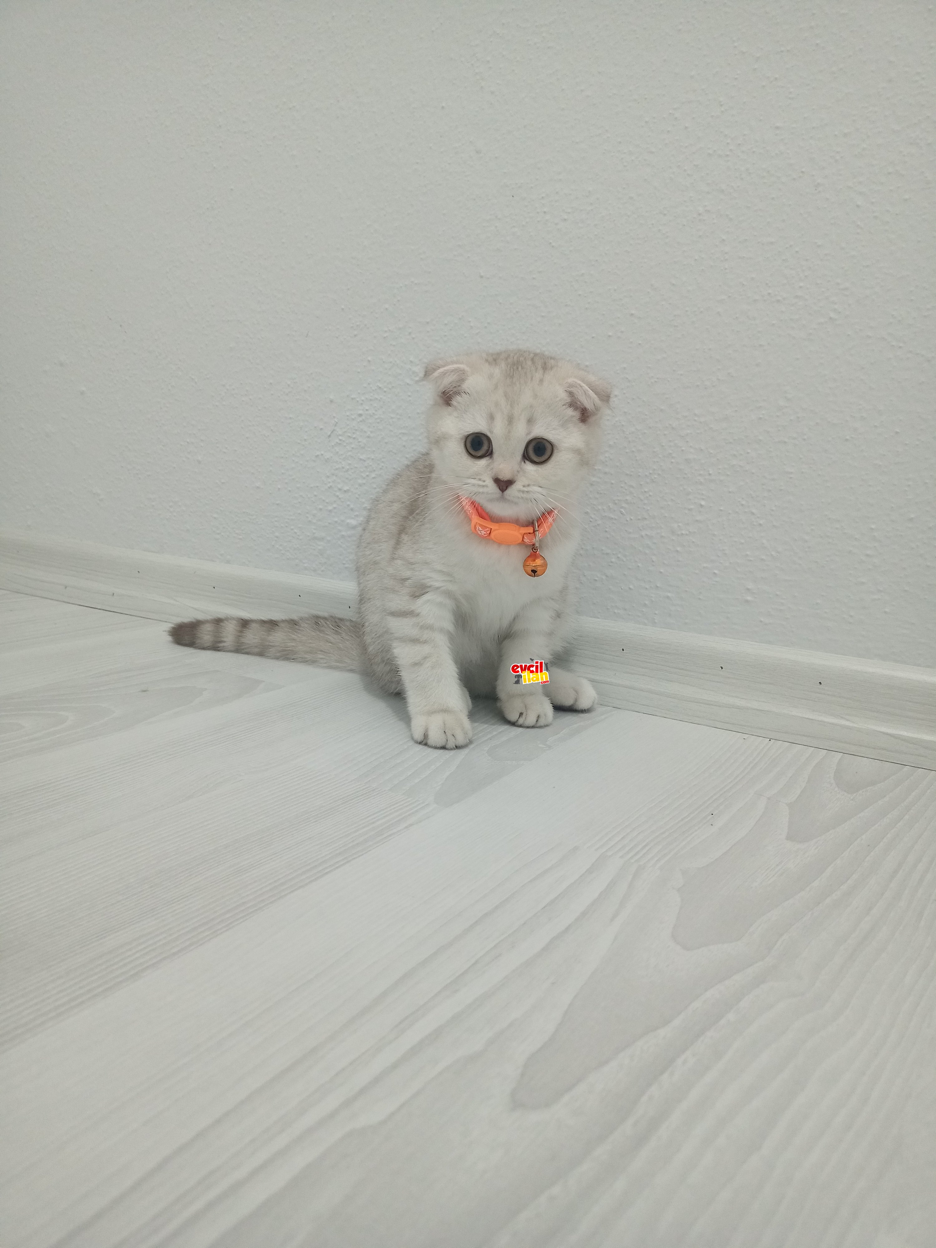 Scottish fold sevimli yavrumuz