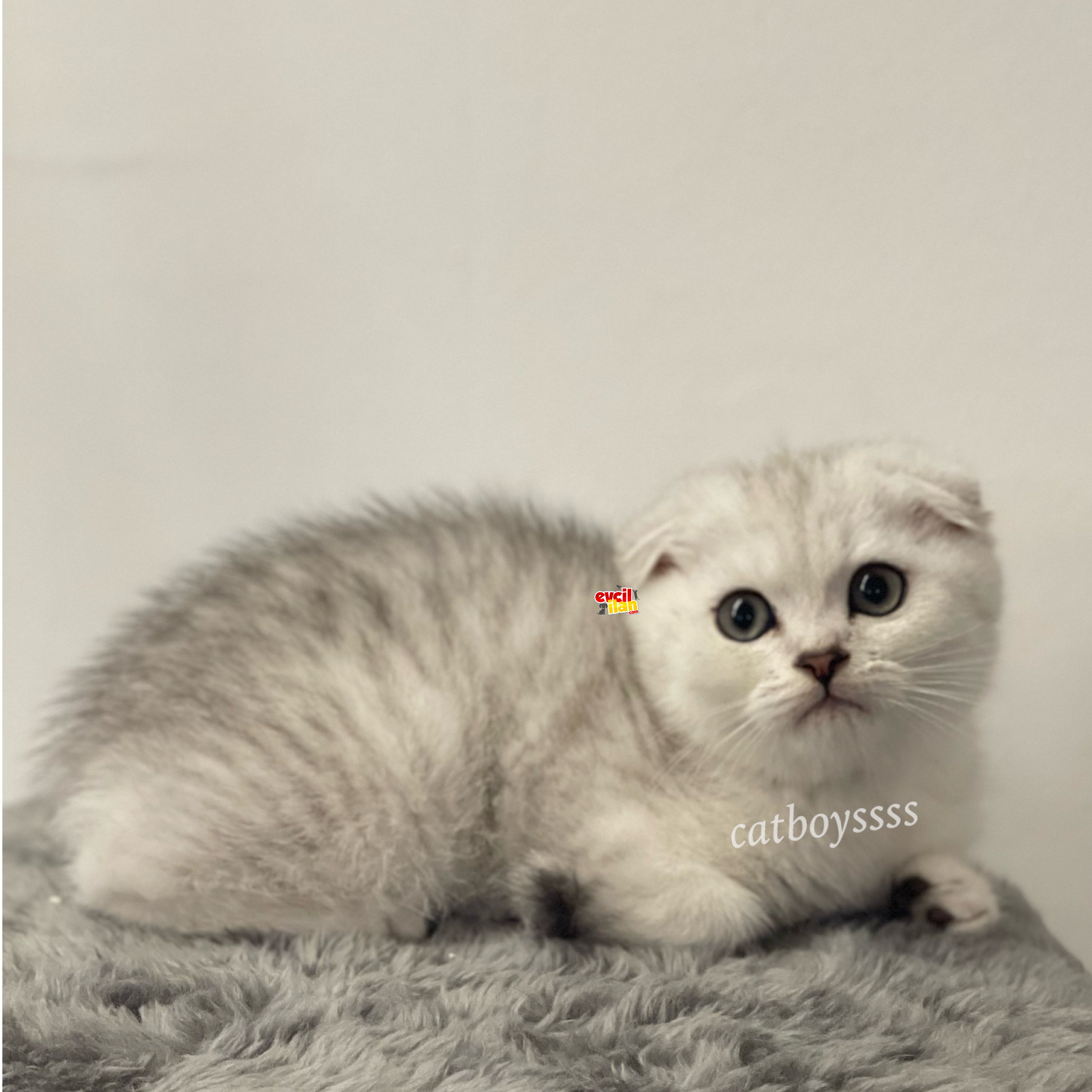 Scottish fold Silver tabby yavrumuz 