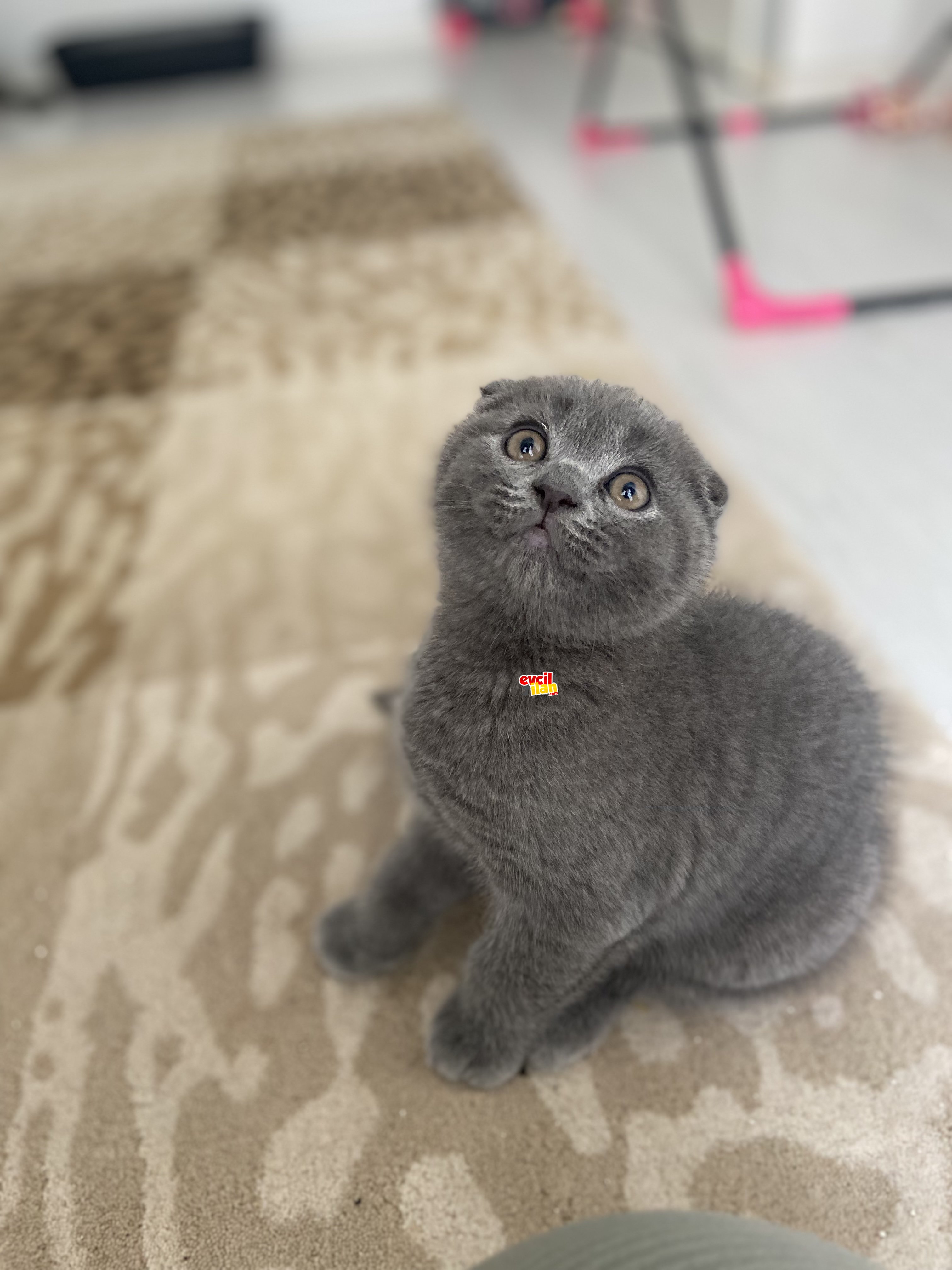 Scottish fold tatlı yavrularımız 