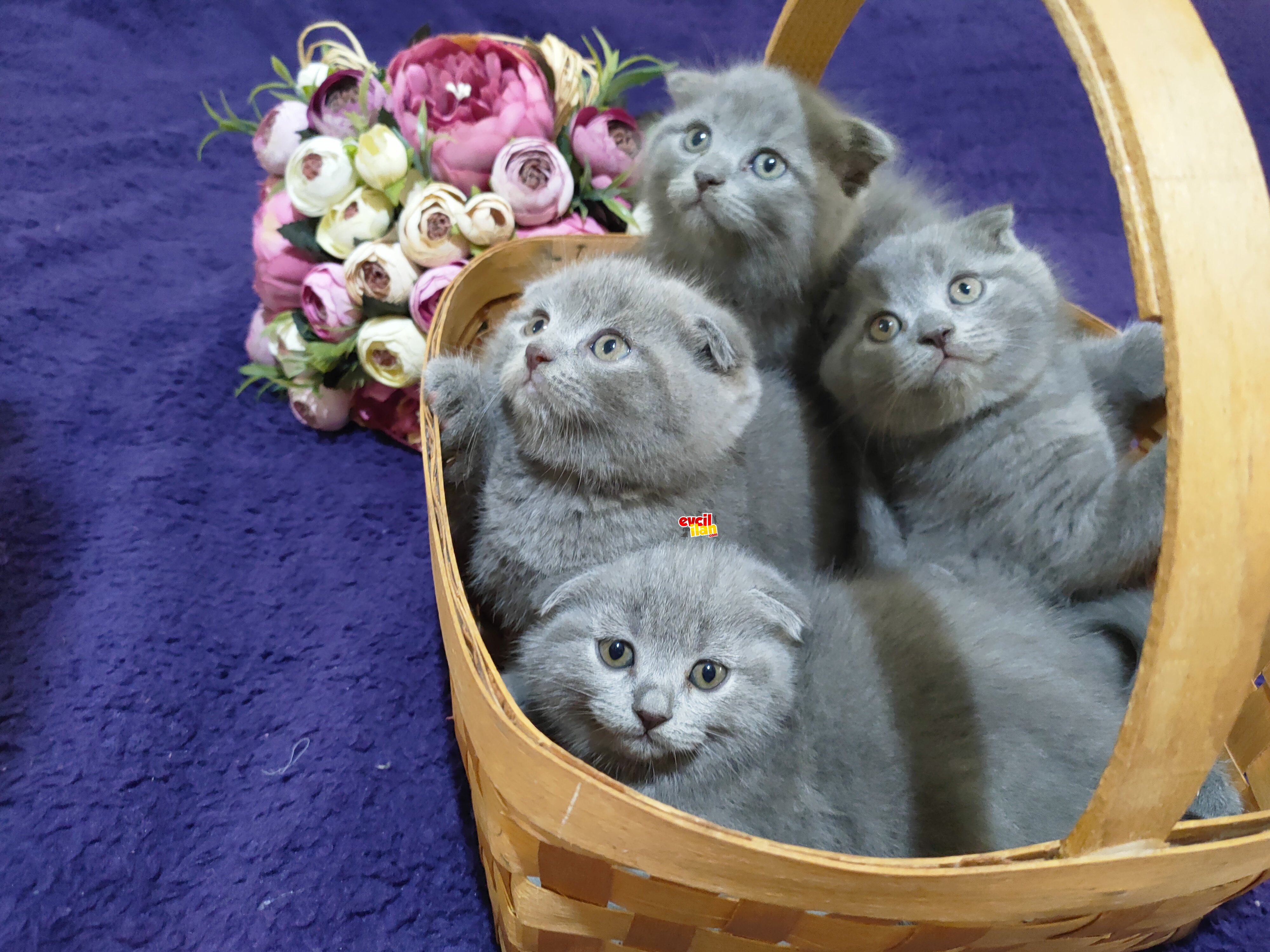 Scottish fold top kafa dişi -erkek yavrular