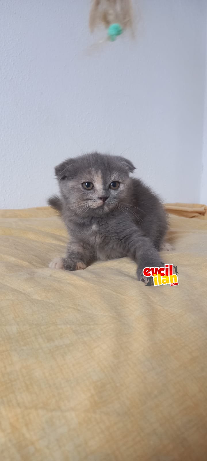 Scottish fold tuvalet eğitimli