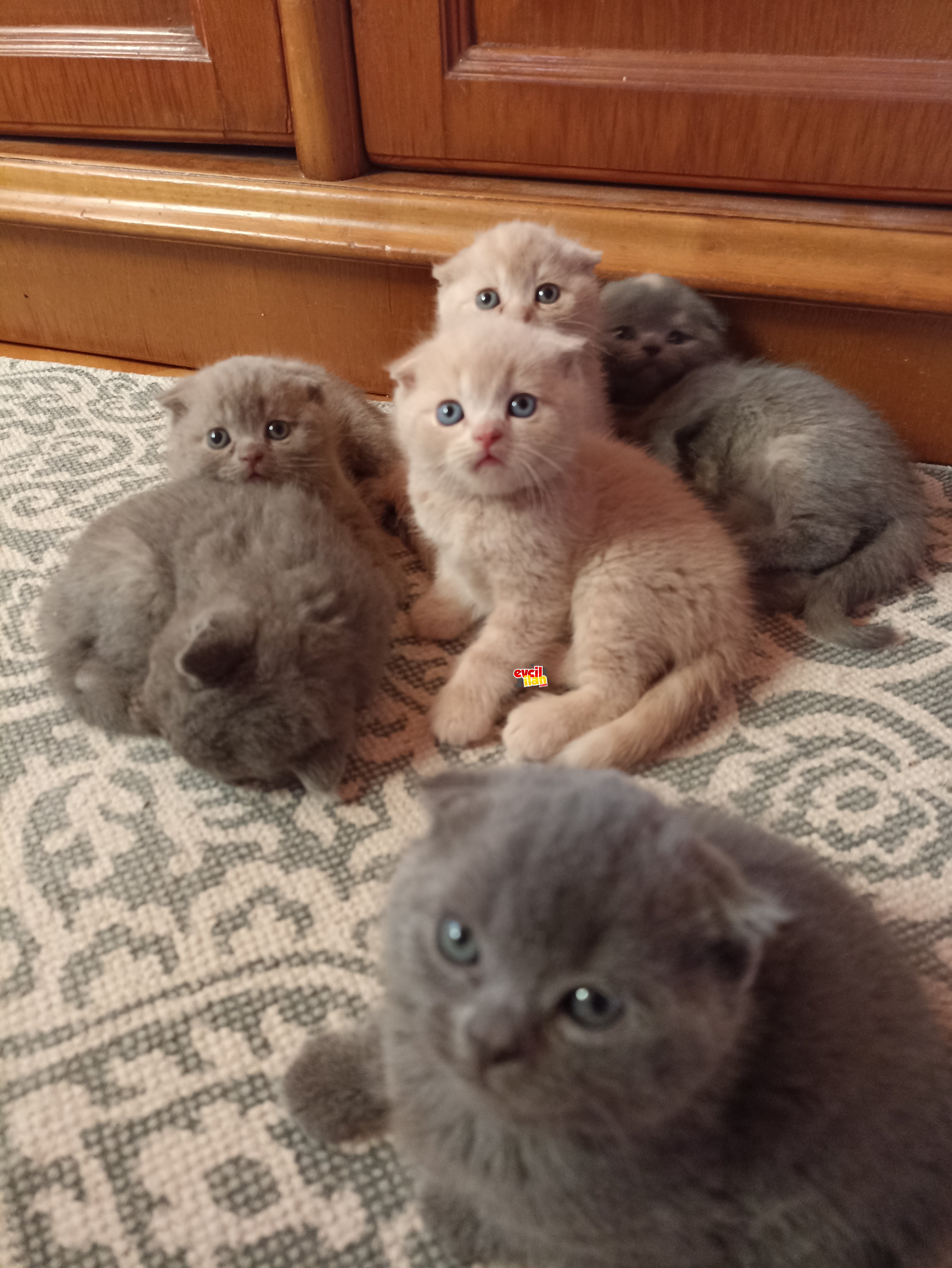 Scottish Fold ve British Shorthair yavrular