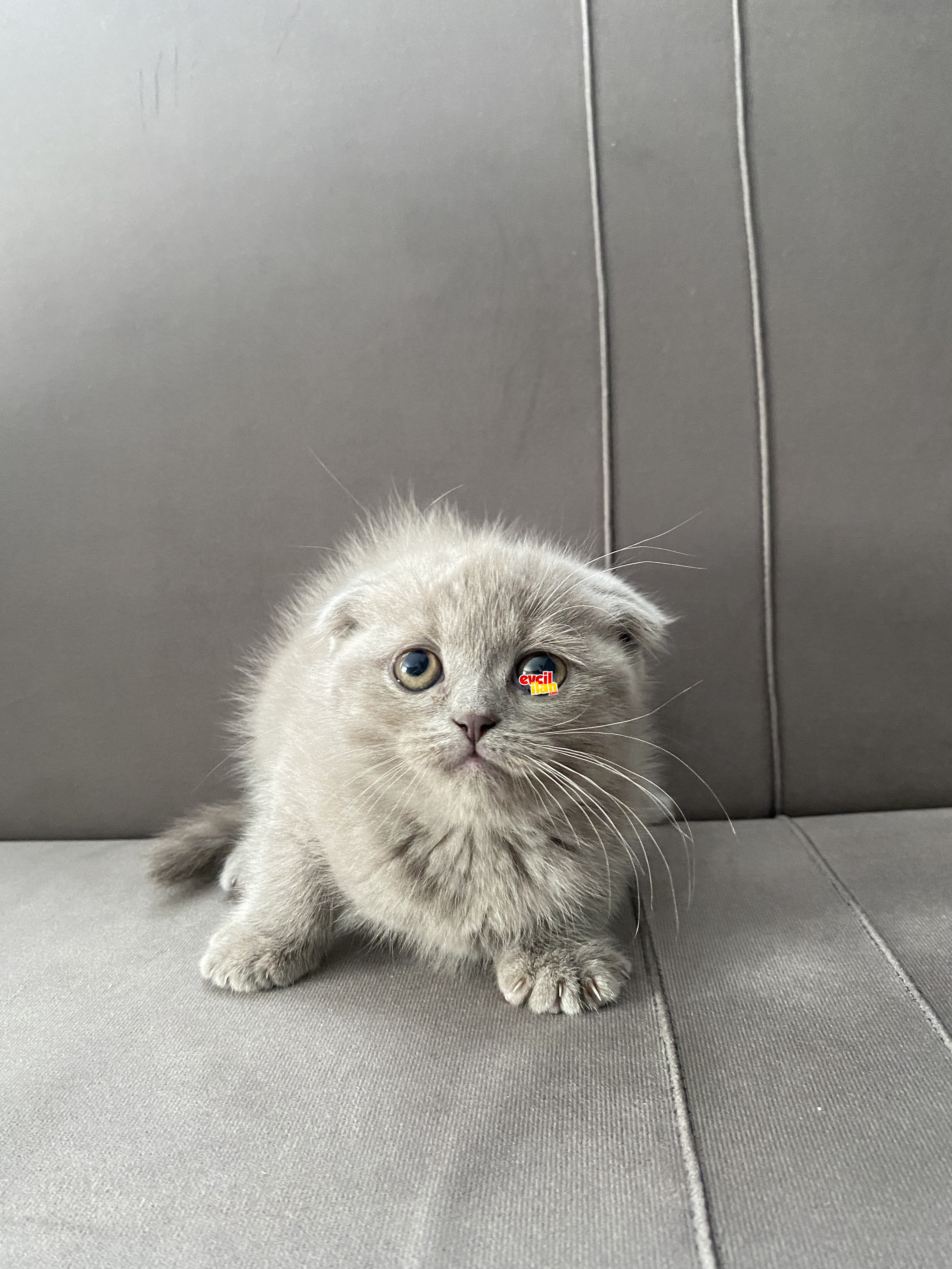 Scottish fold ve british yavrular