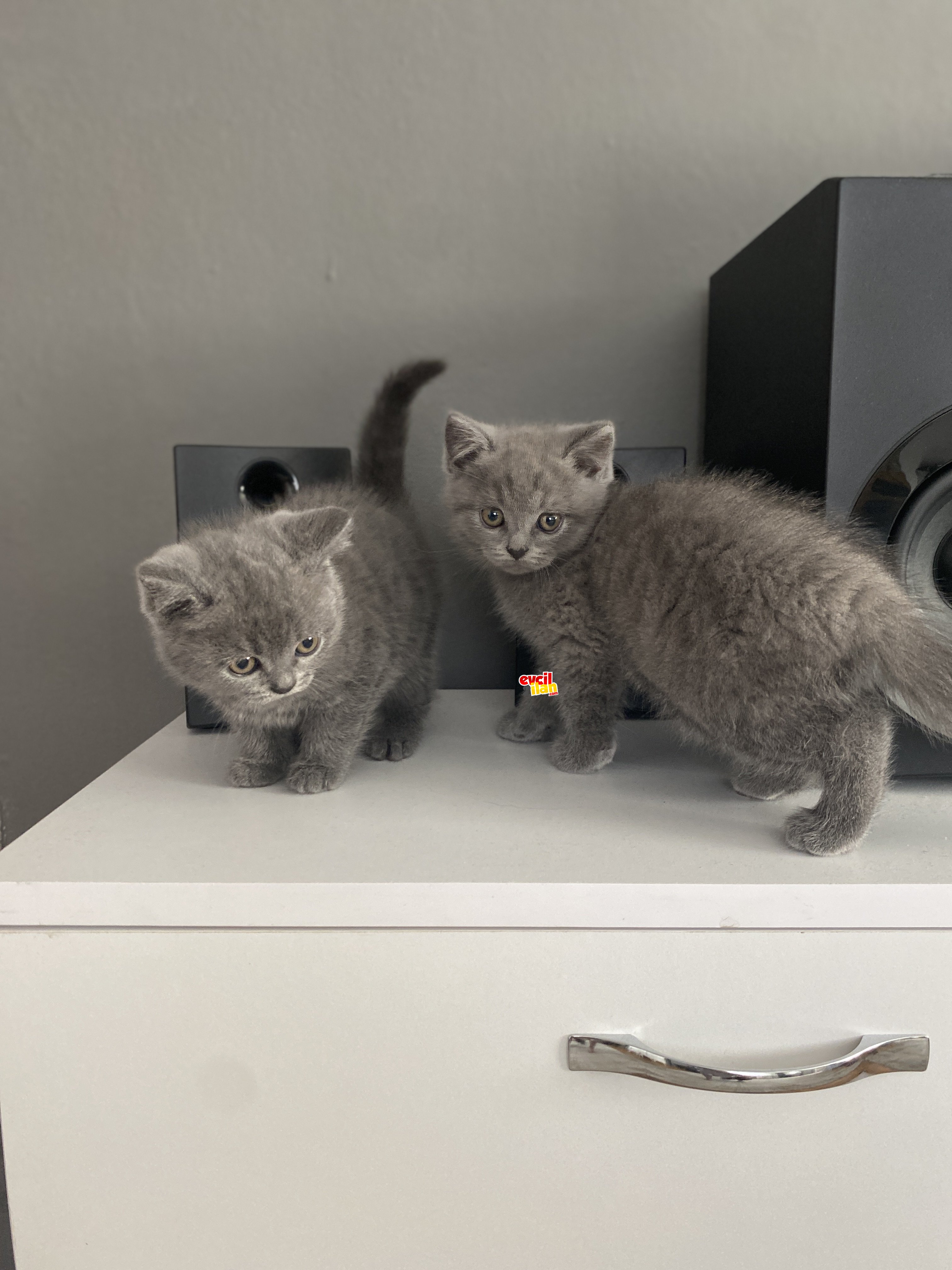 Scottish fold ve british yavrular