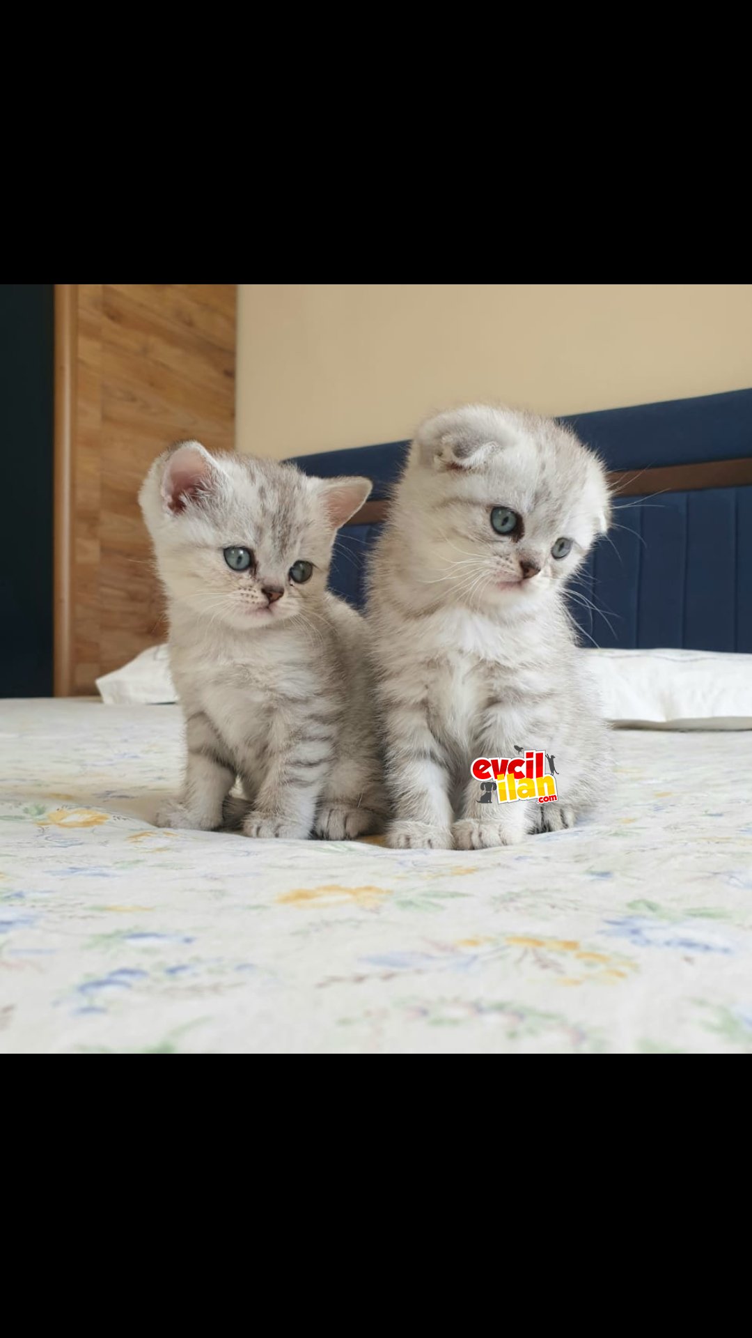 Scottish fold ve Scottish straight yavrularimiz