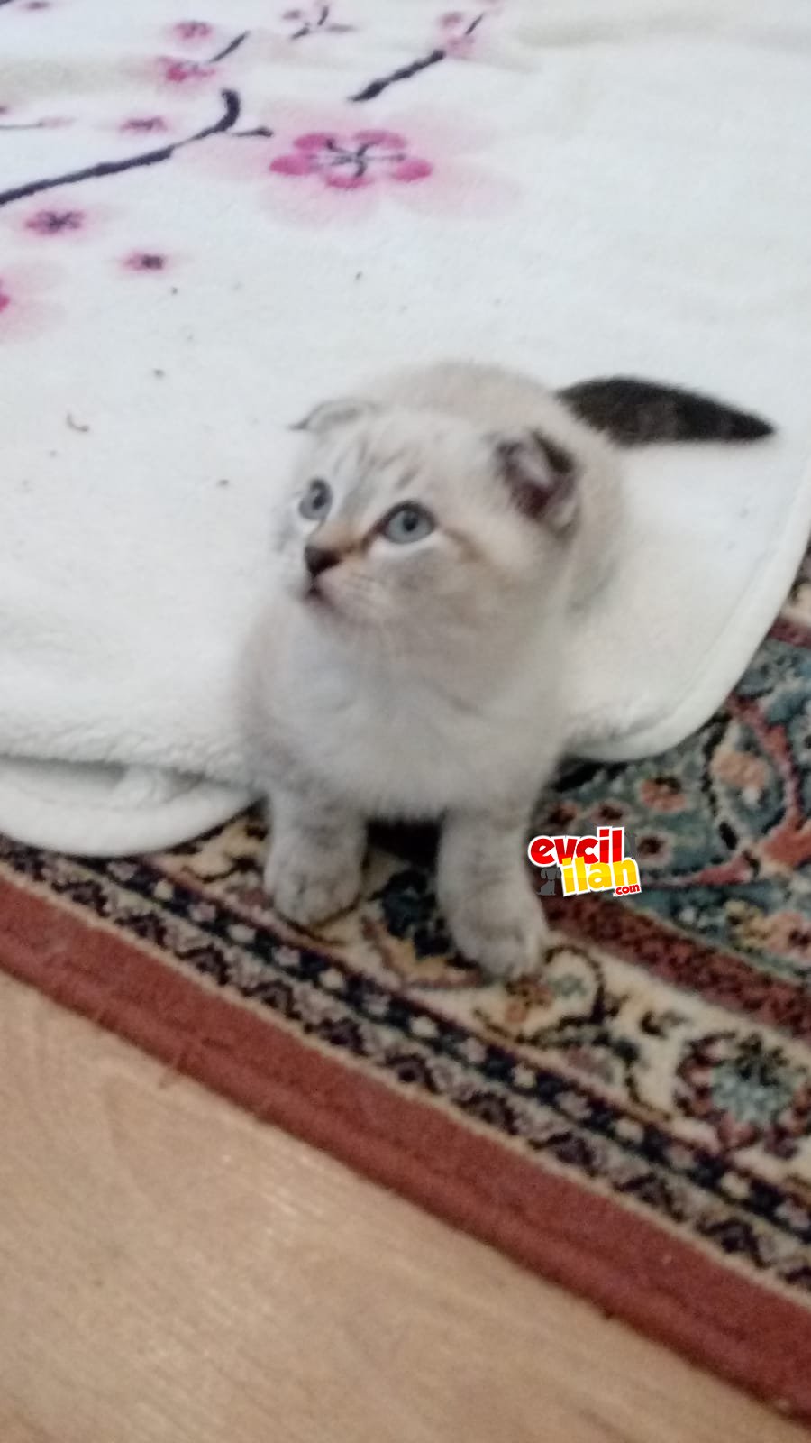 Scottish Fold vs Siyam Yavrusu 