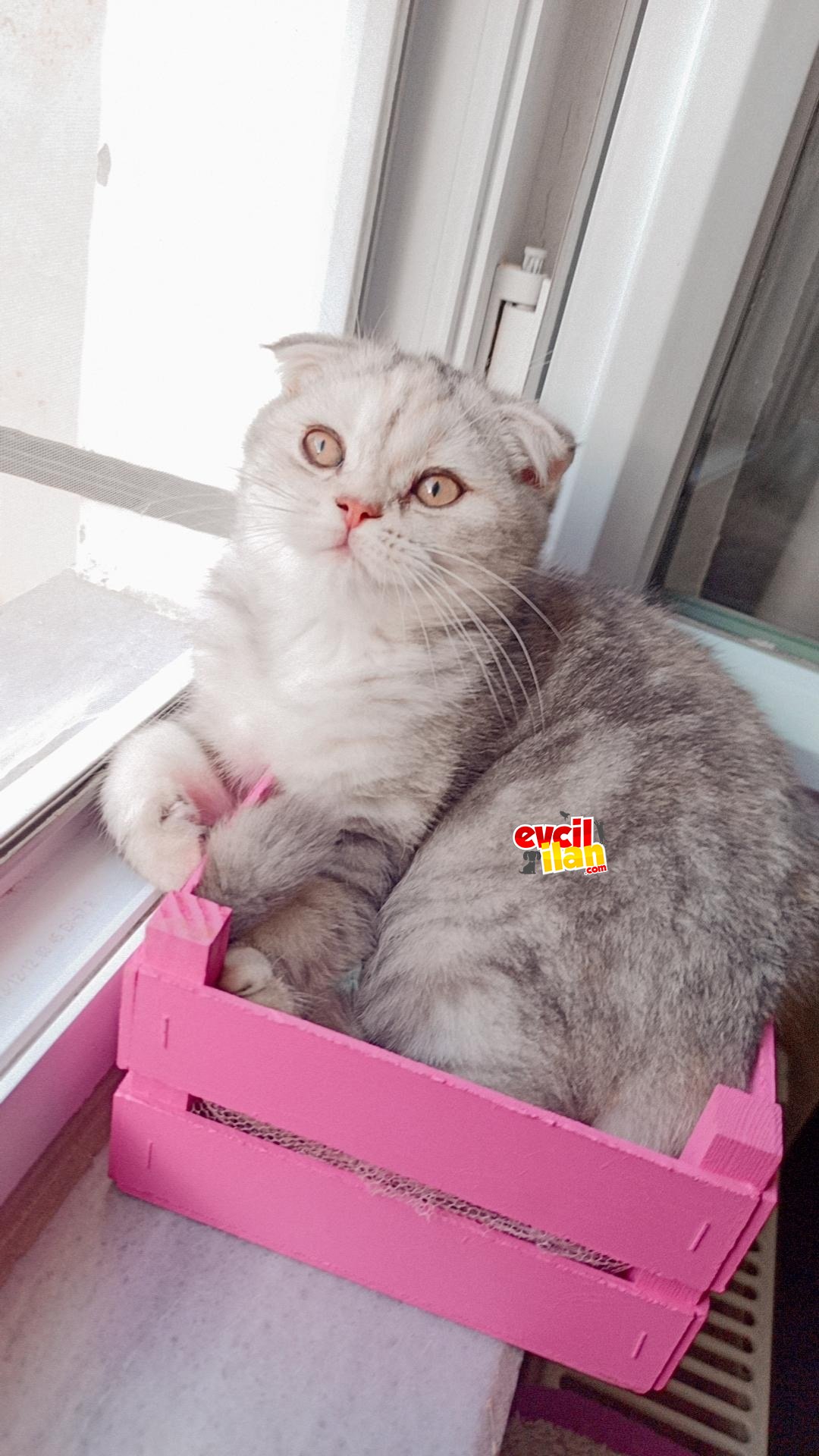 Scottish Fold Yavru Dişi