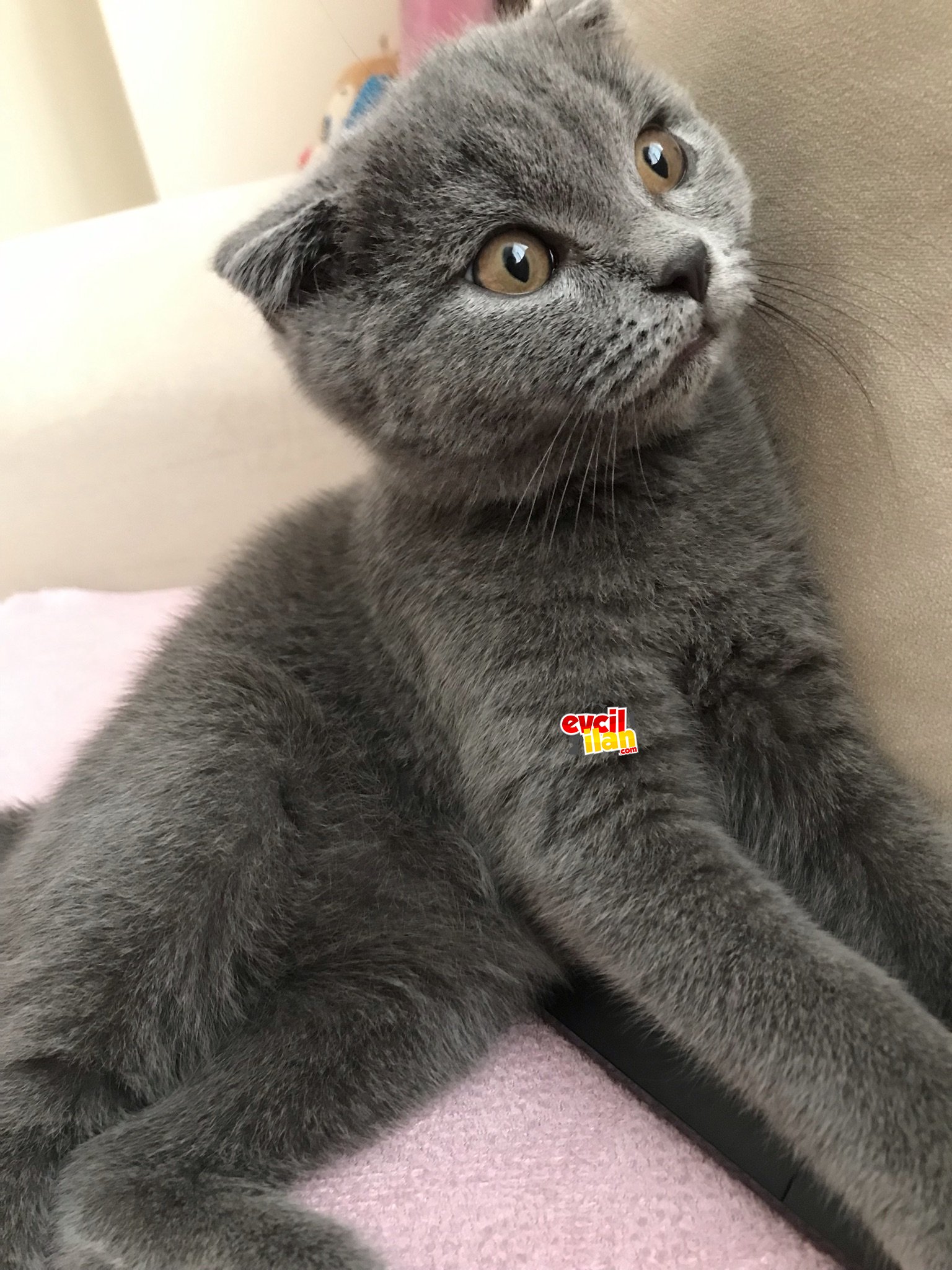 Scottish fold yavru 