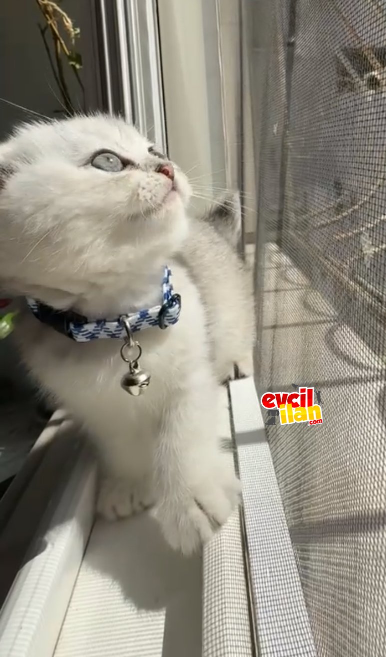 Scottish fold yavru