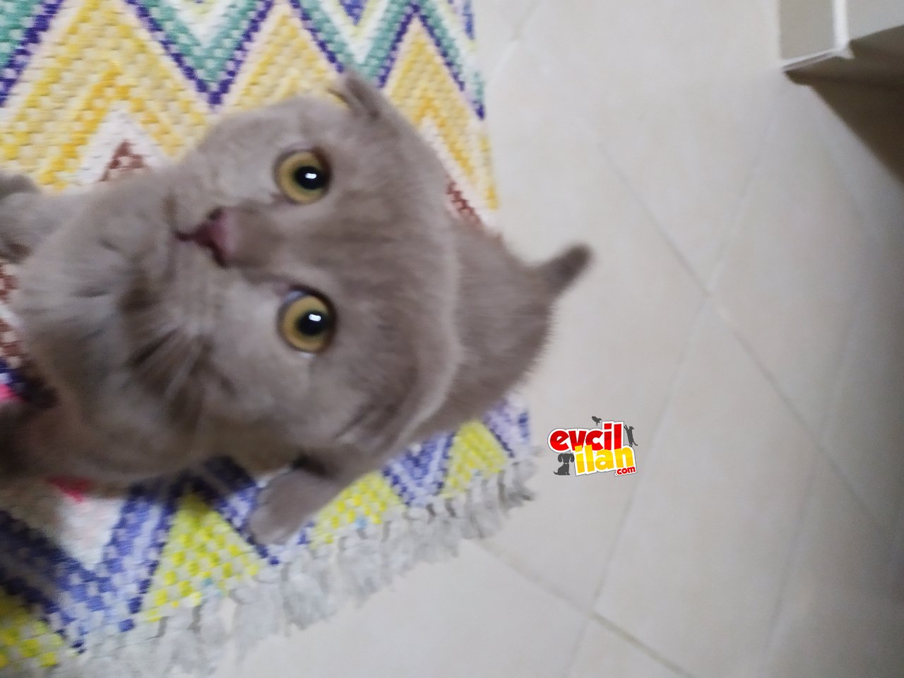 Scottish fold yavru 