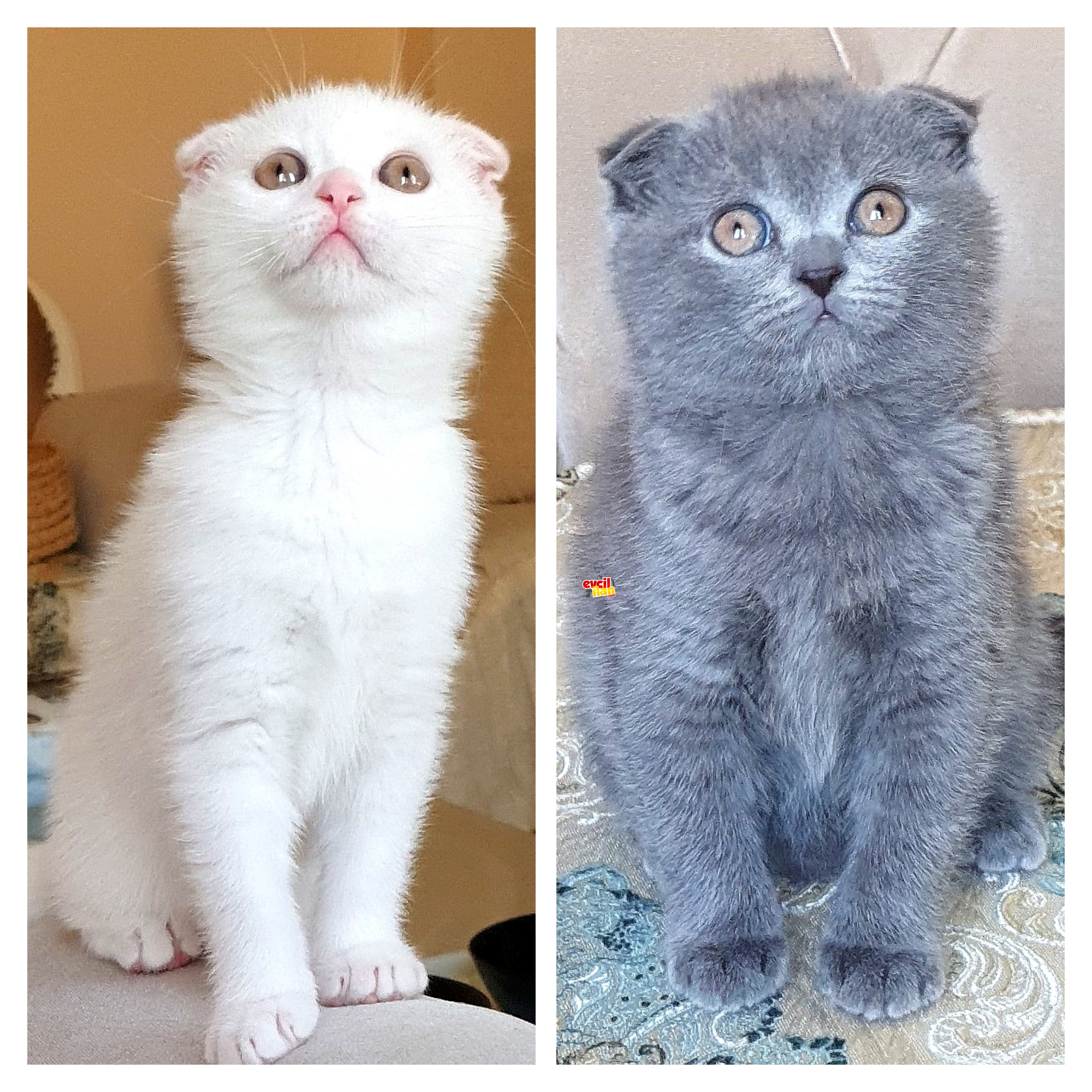 Scottish Fold Yavrular