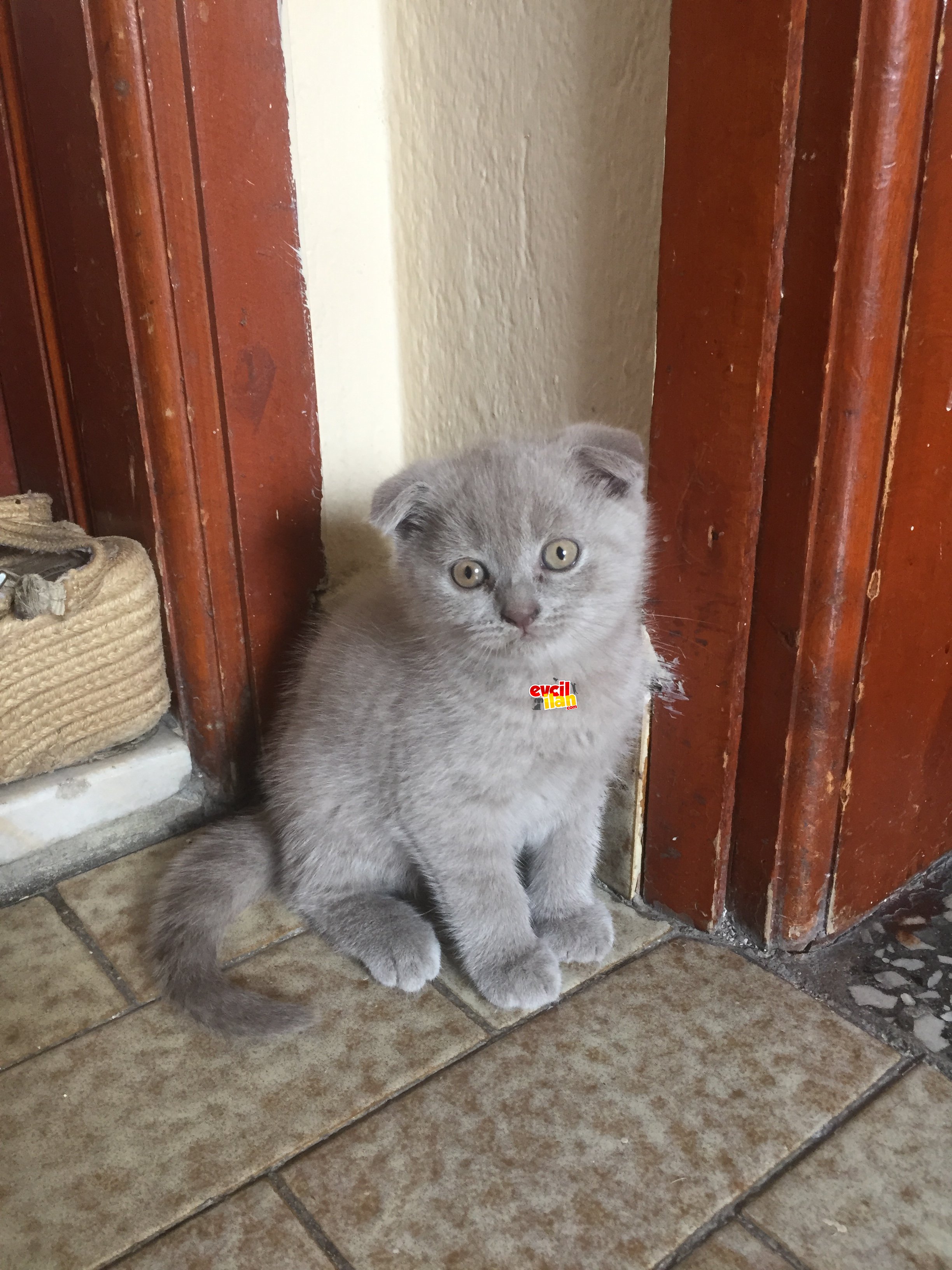 Scottish Fold Babys