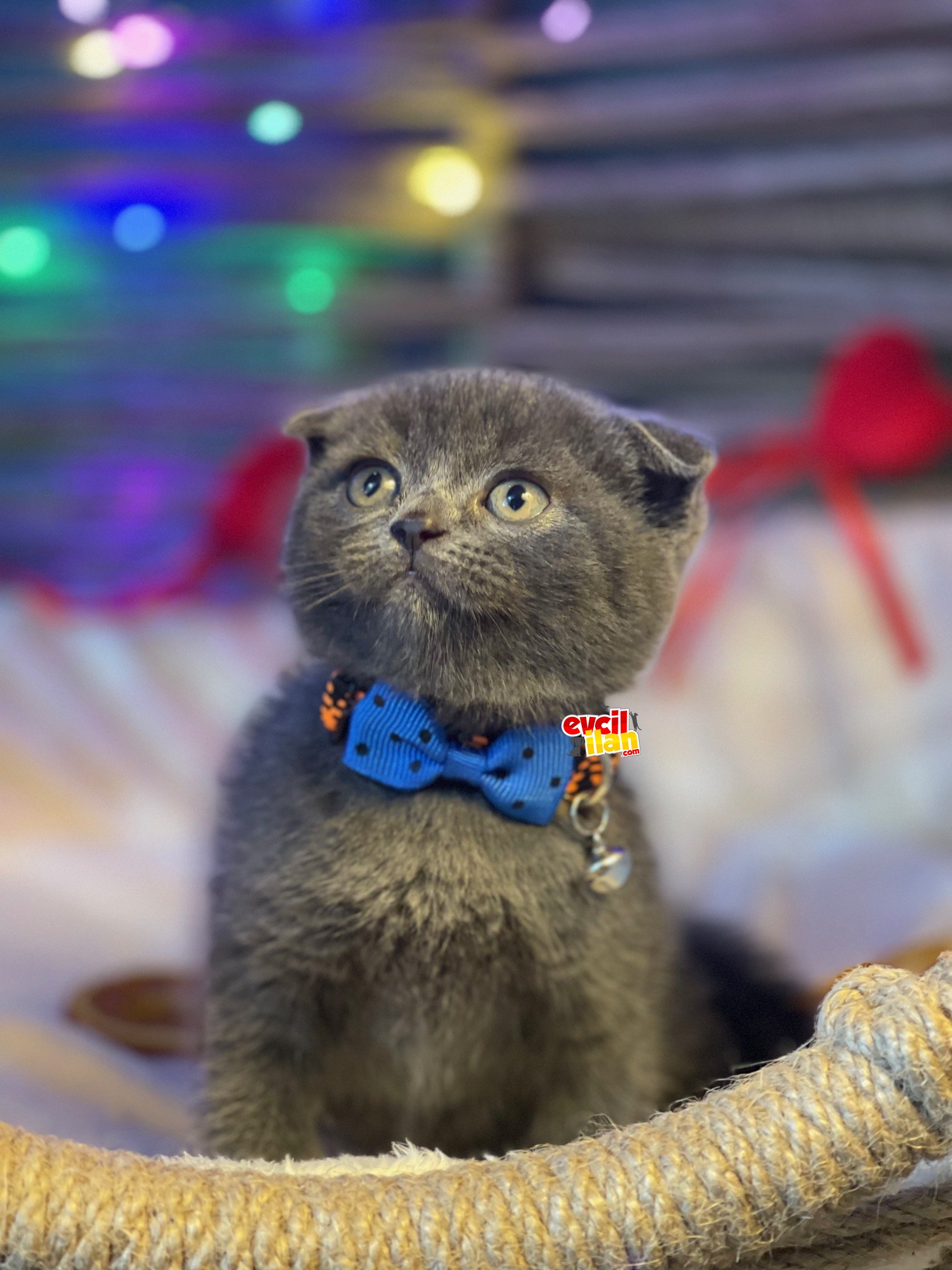 SCOTTISH FOLD YAVRUMUZ YUVA ARIYOR