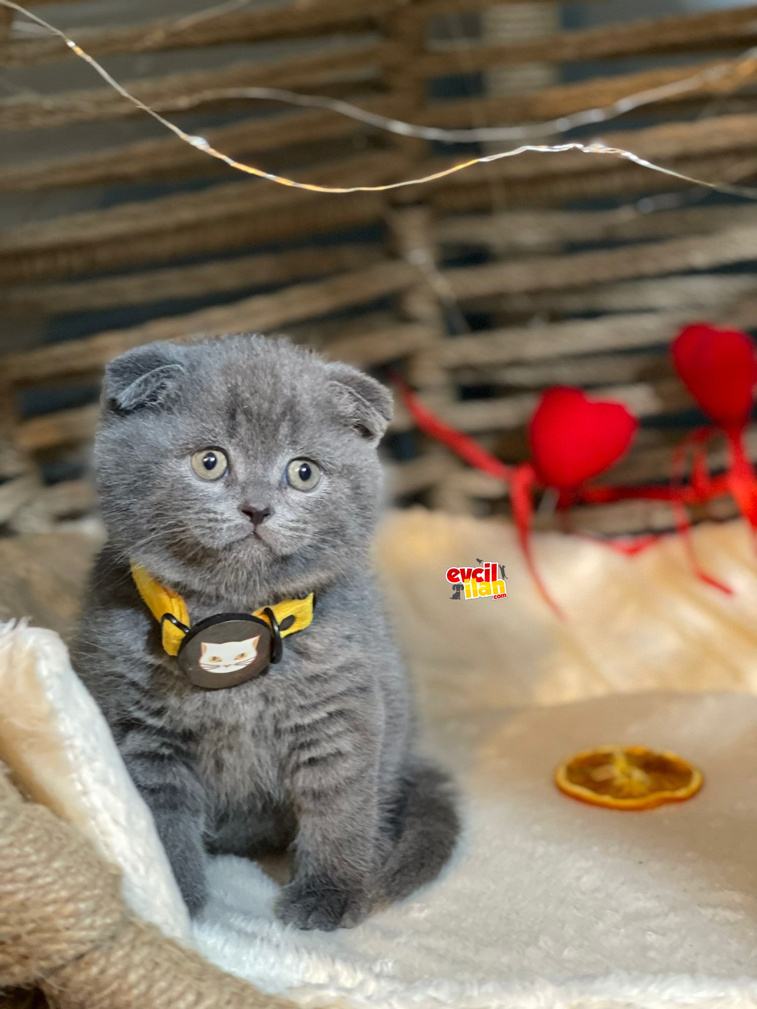 SCOTTISH FOLD YAVRUMUZ YUVA ARIYOR