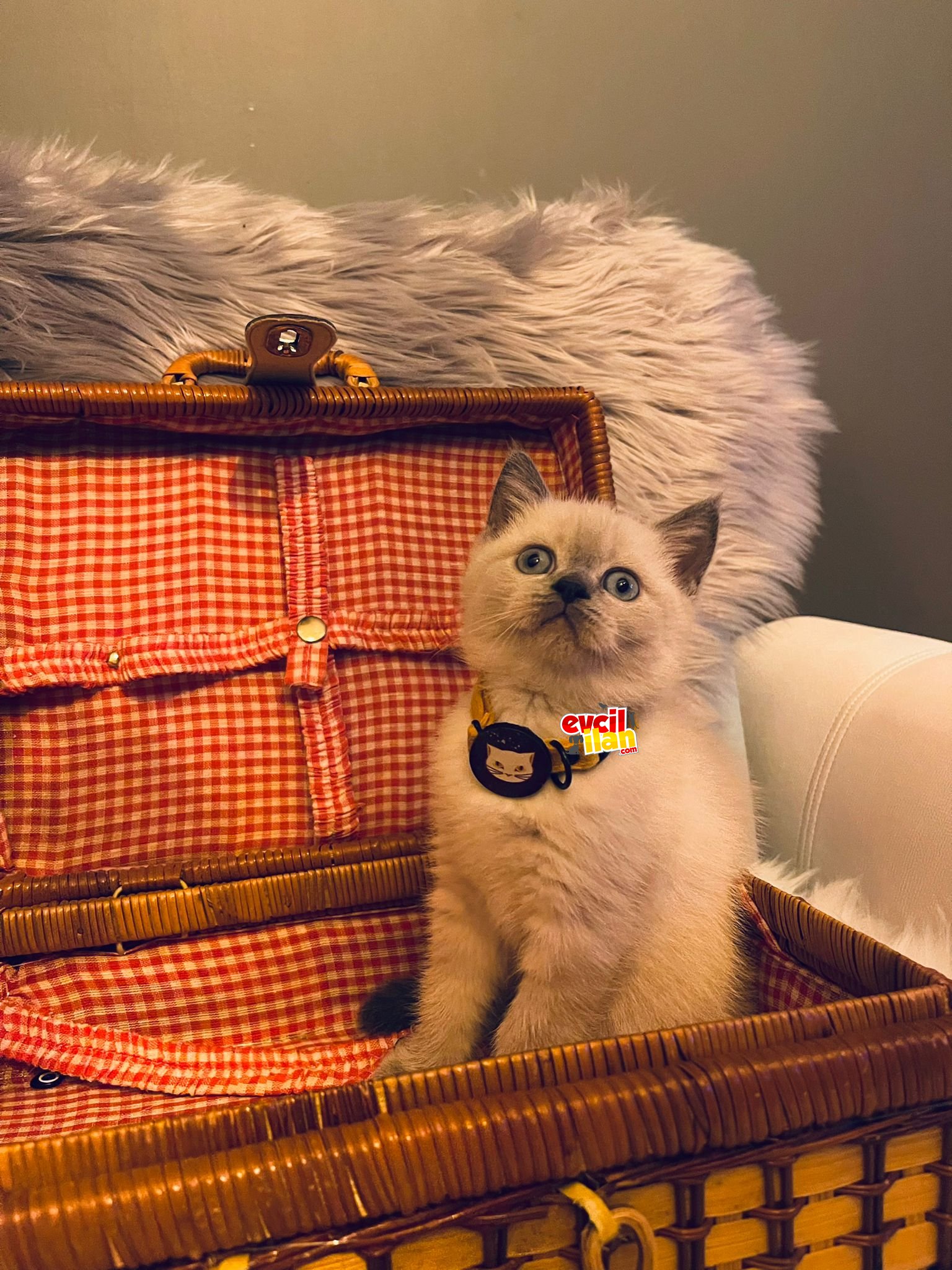 SCOTTISH FOLD YAVRUMUZ YUVA ARIYOR