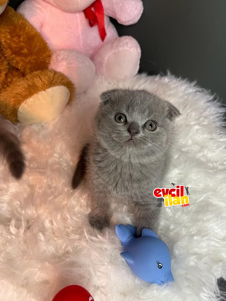 SCOTTISH FOLD YAVRUMUZ YUVA ARIYOR