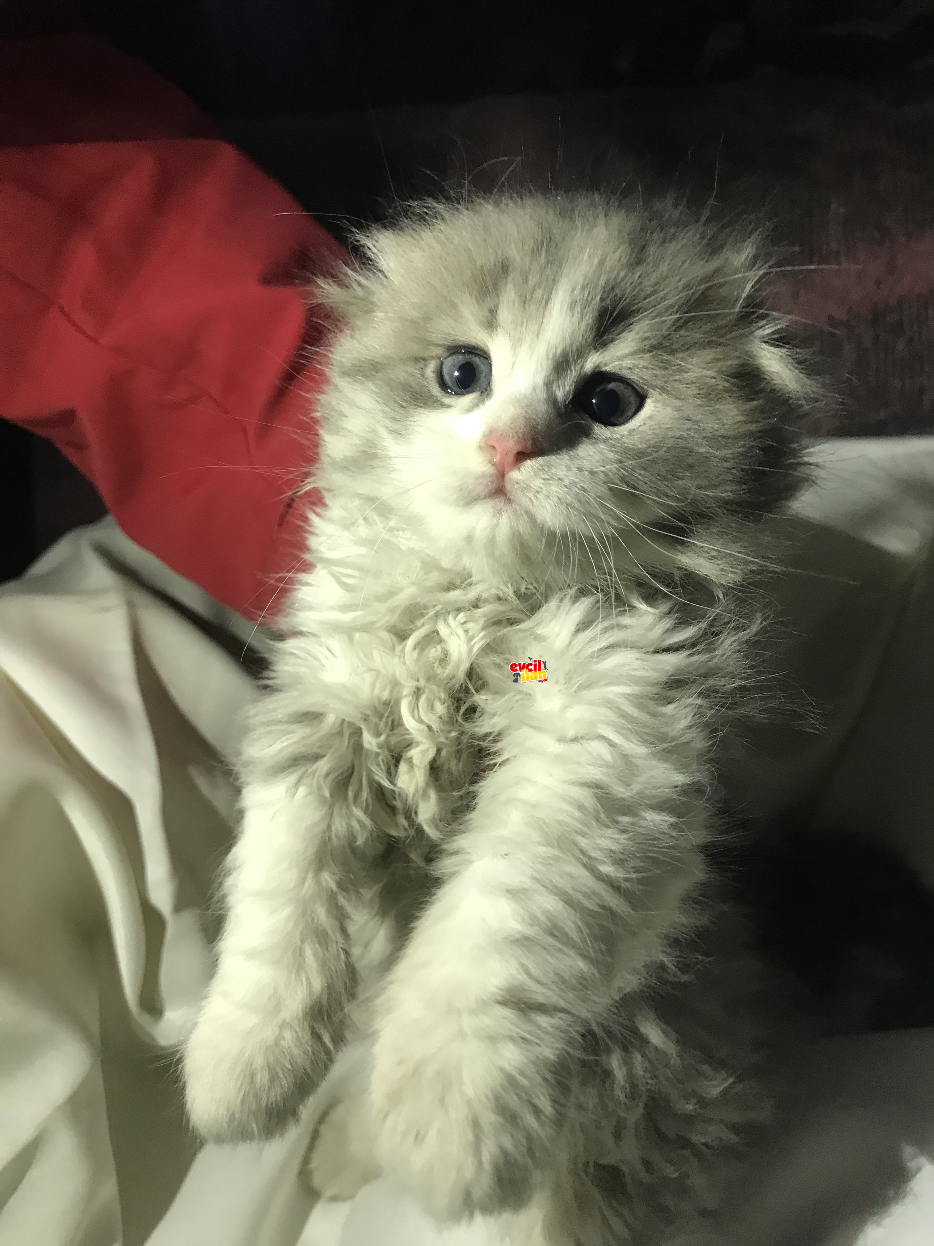 scottish fold