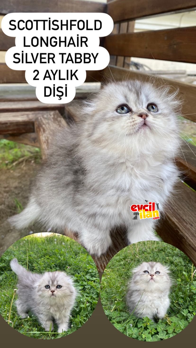 Scottish Fold longhair