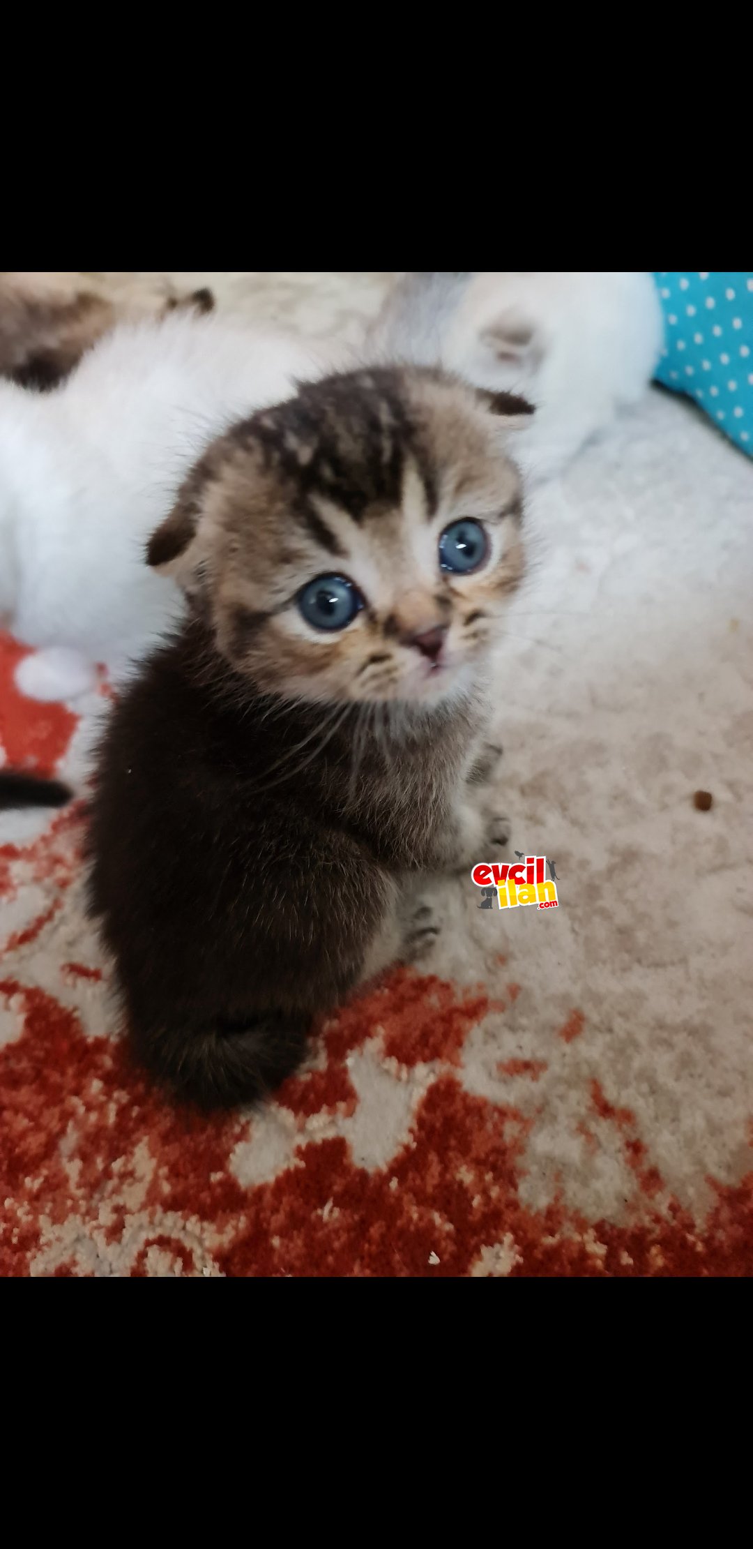 Scottish ford ve british yavrular