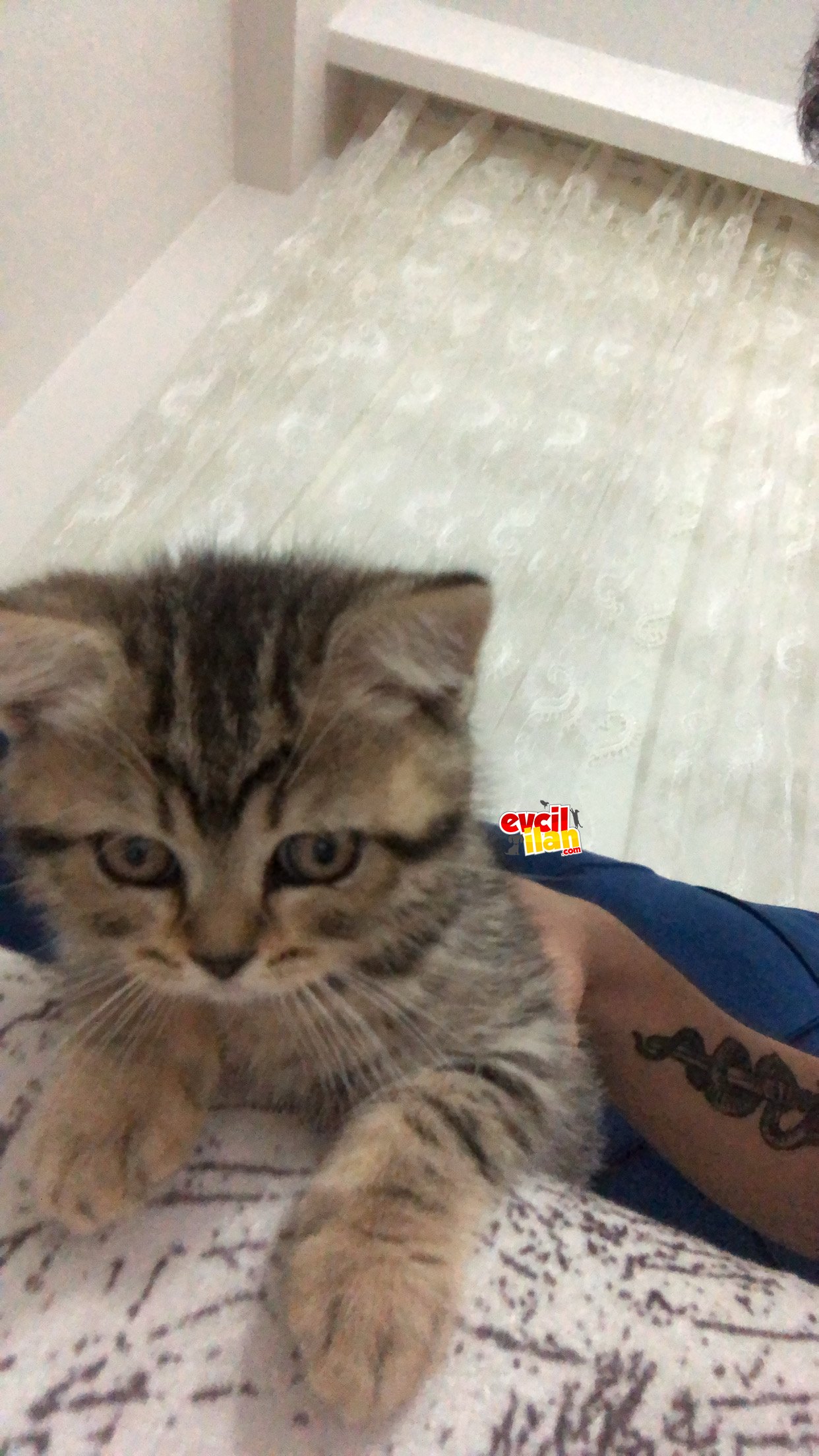 Scottish ile british yavrusu