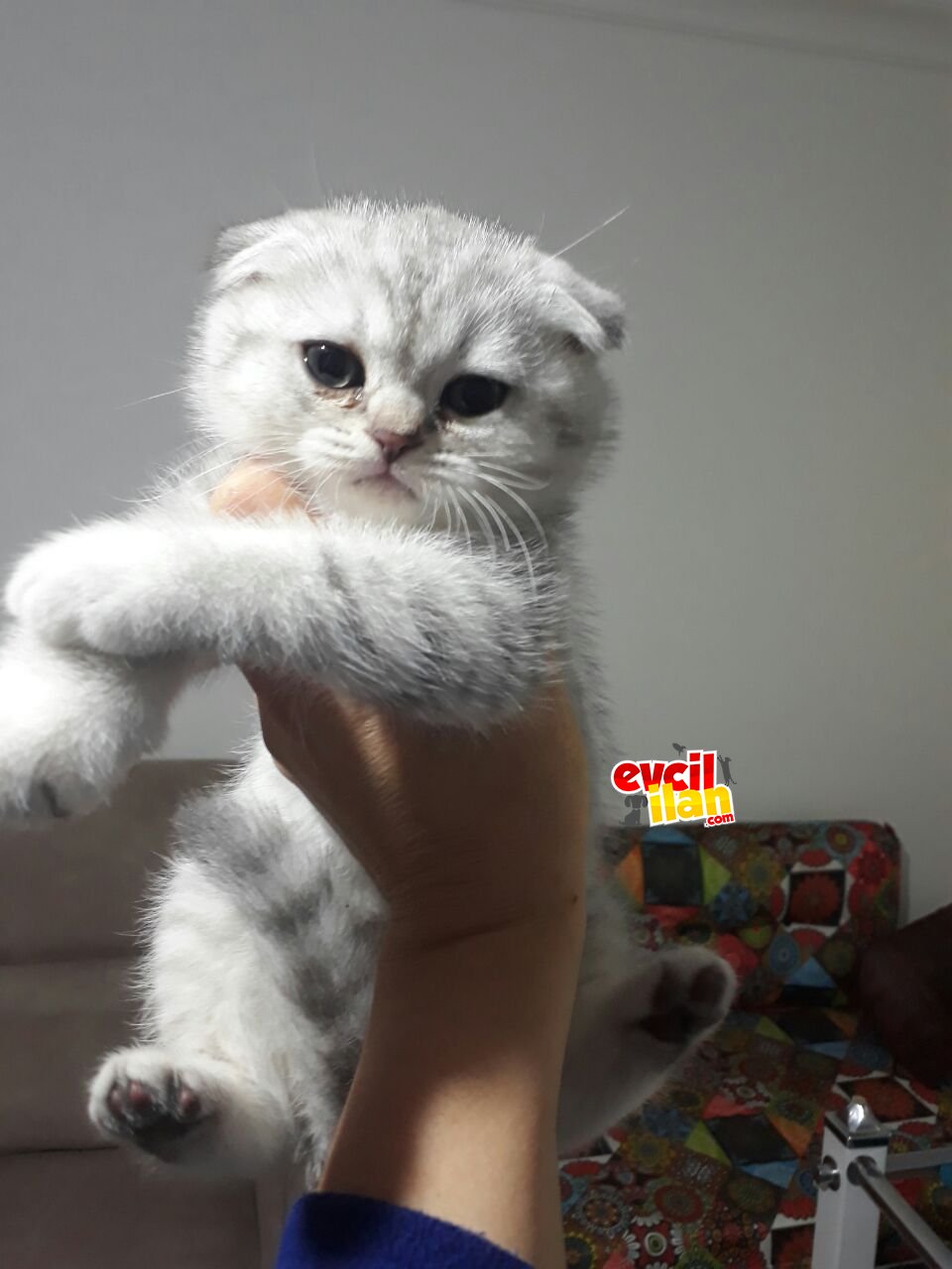 Scottish silver fold ve straight yavrular Ankaradayız 