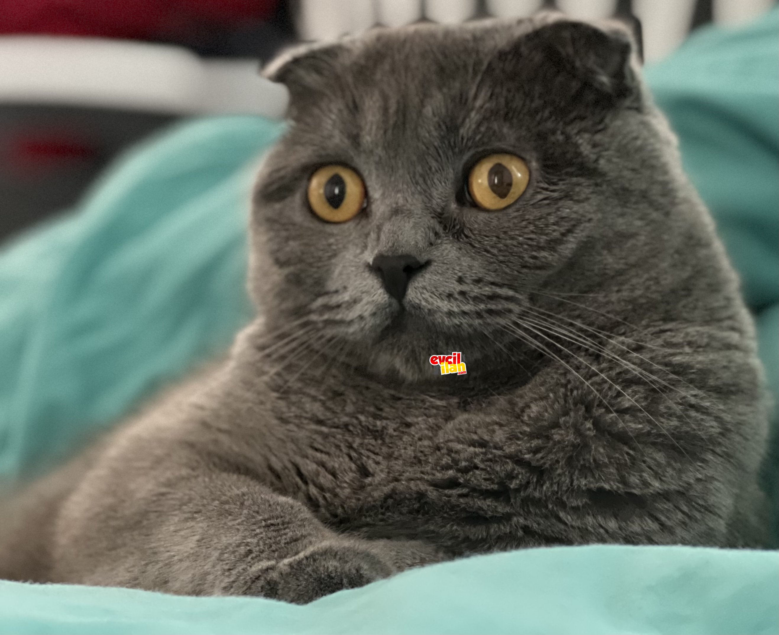 Scottish silver tabby British Silver Tabby Scottish Golden Tabby yavrular