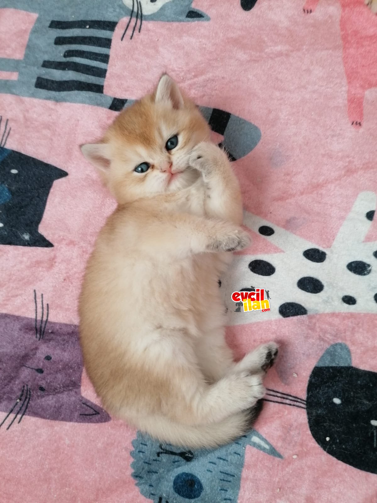 Scottish straight golden NY11 secereli yavru kedi