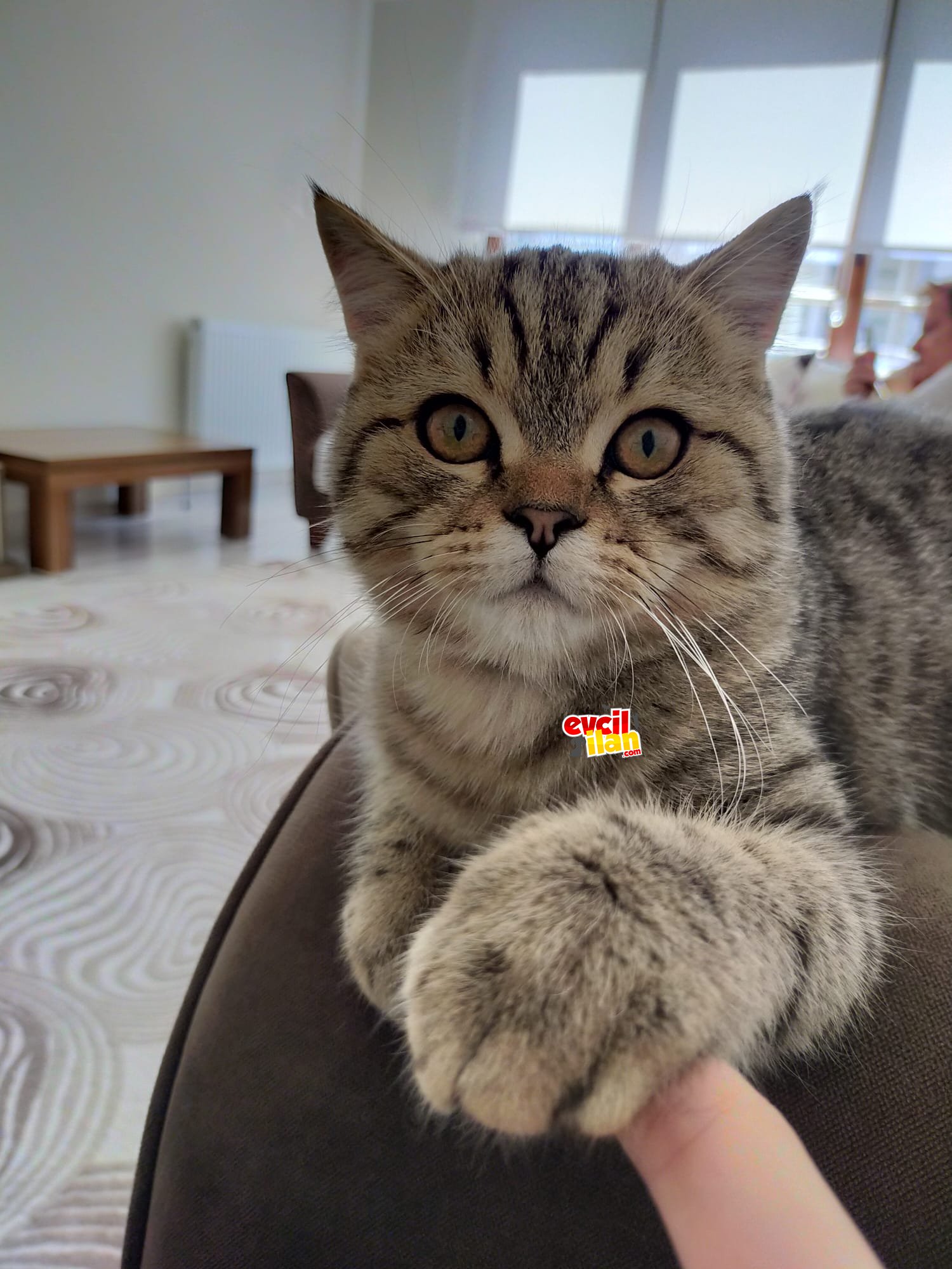 'Scottish straight golden tabby' cinsi oğlumuz SIMBA yeni yuvasını arıyor.