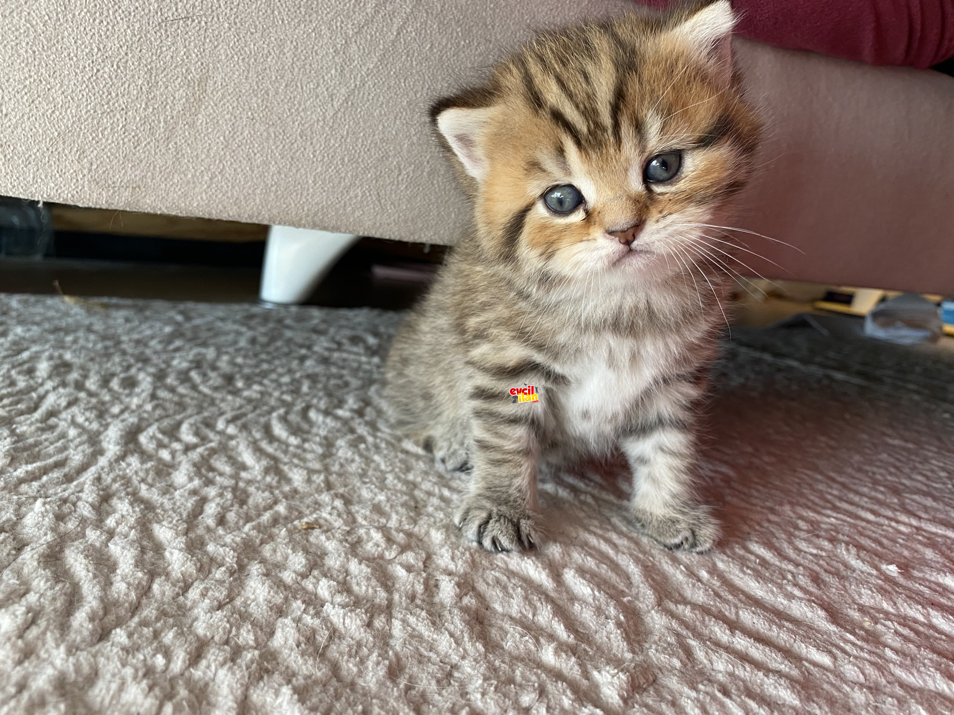 Scottish straight tabby 