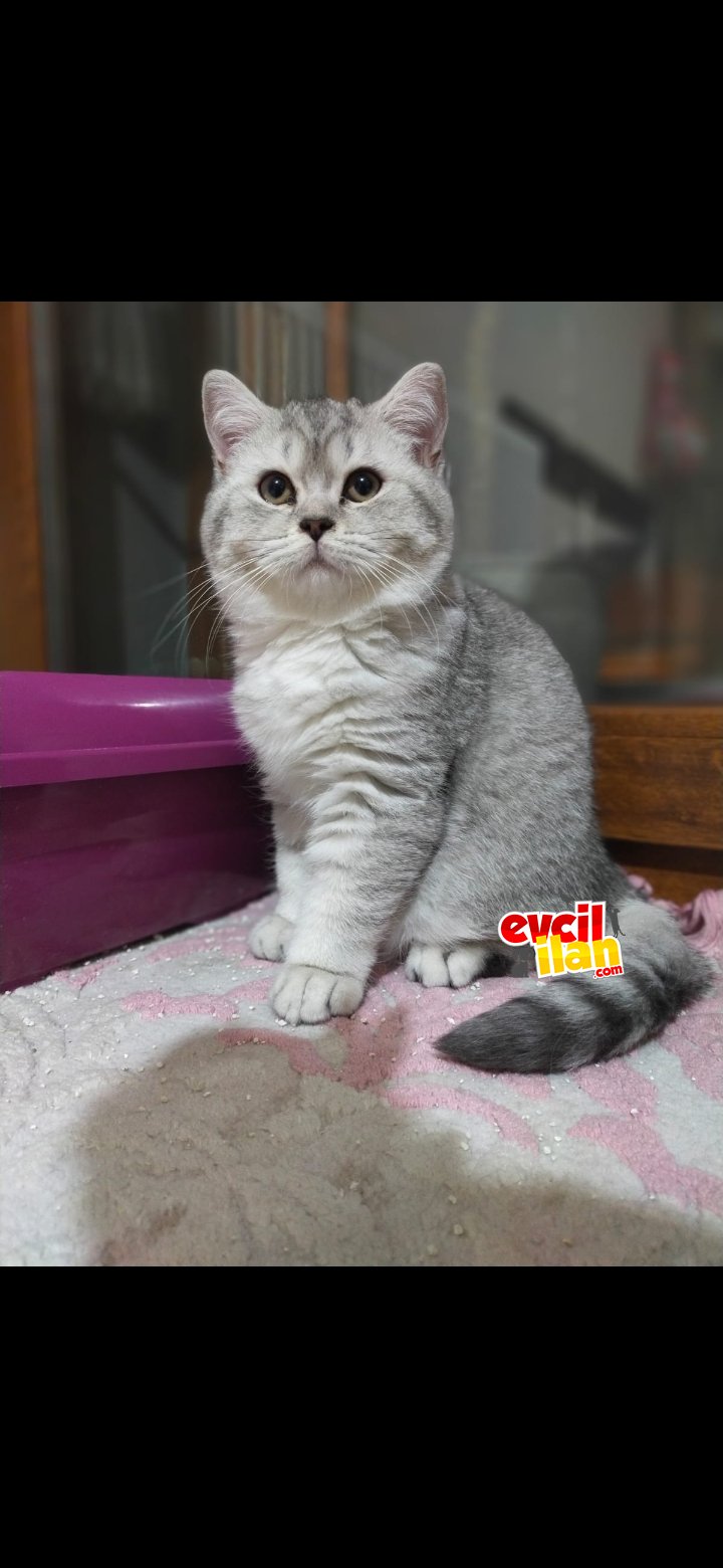 Scottish straight ve silver tabby 