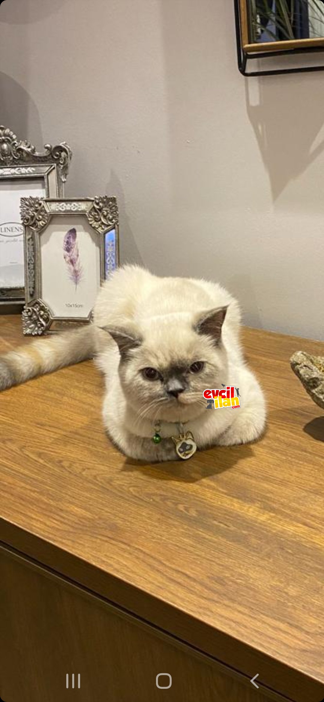 Scottish ve brittish kırması dişi :))