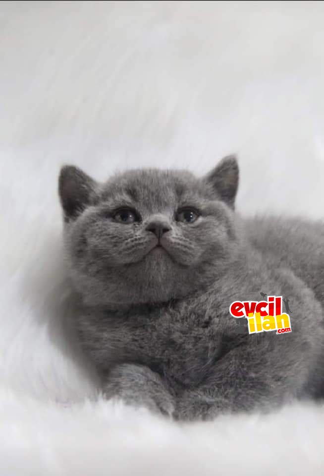 Scrli anne babadan a kalite yavrular