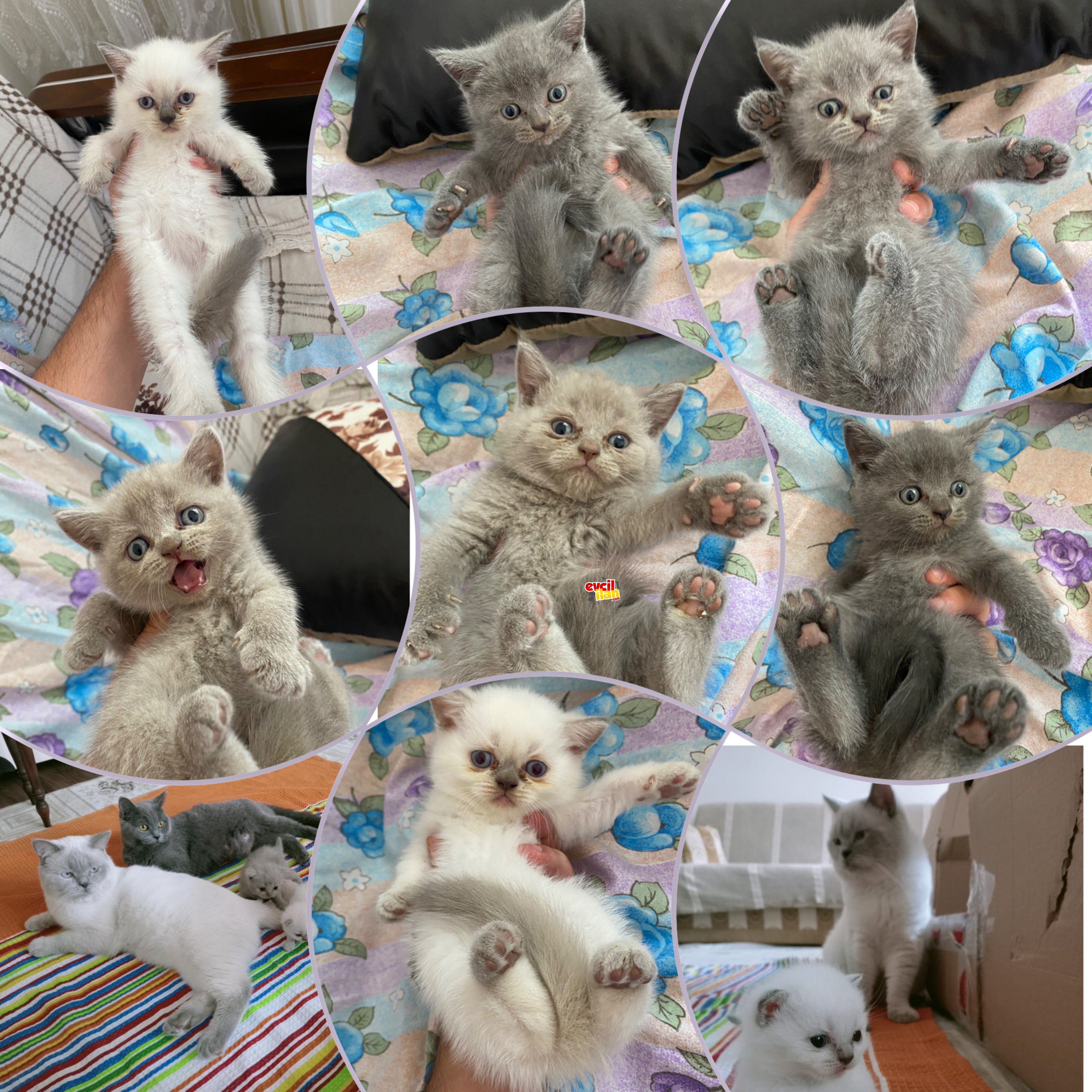 SCRLİ EĞİTİMLİ BLUEPOİNT MİNNOŞLAR