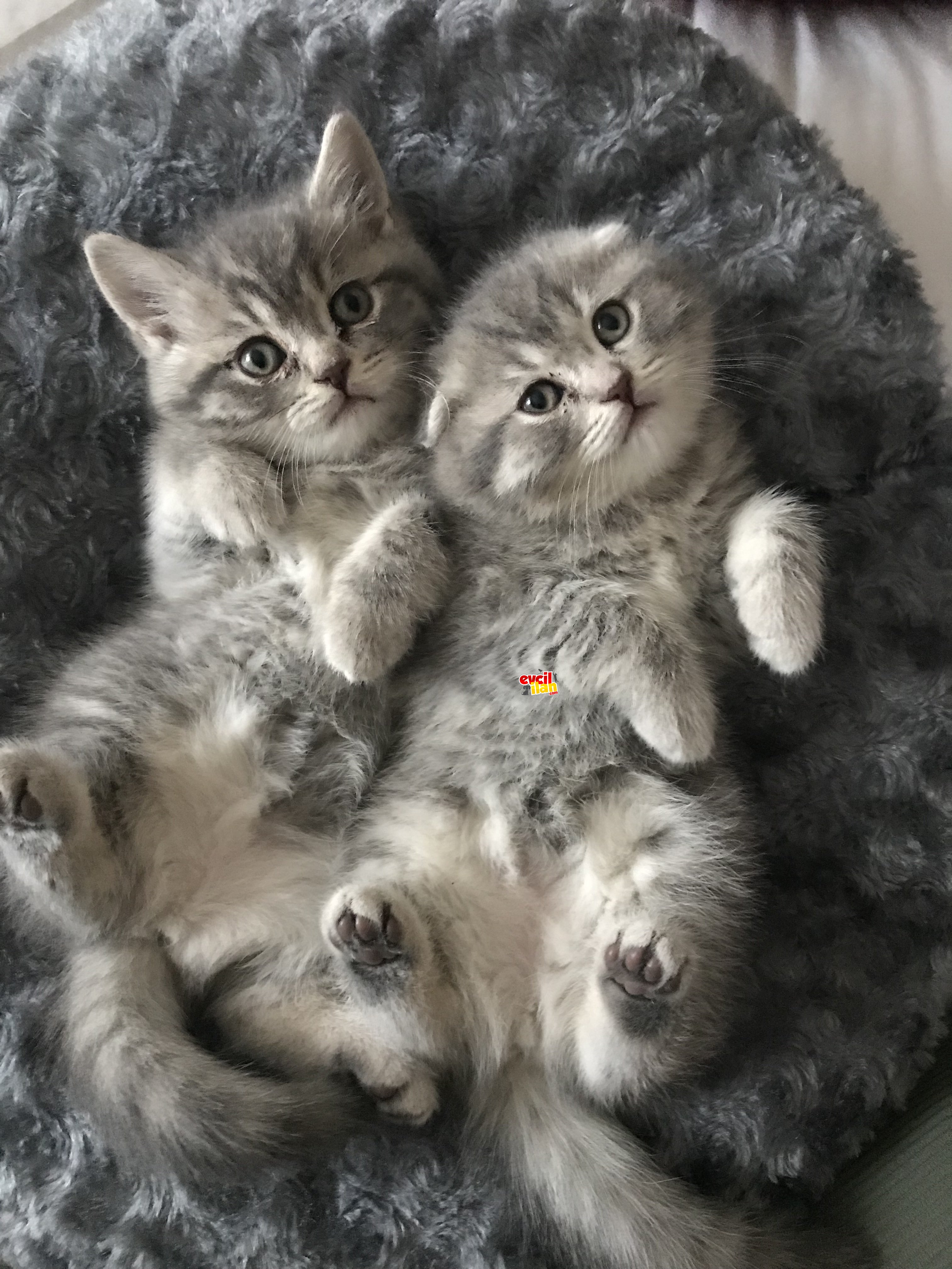 Secereli anne altından sağlıklı yavrular