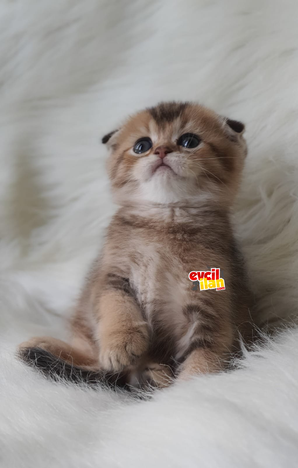 Secereli anne babadan scottish fold bebek 