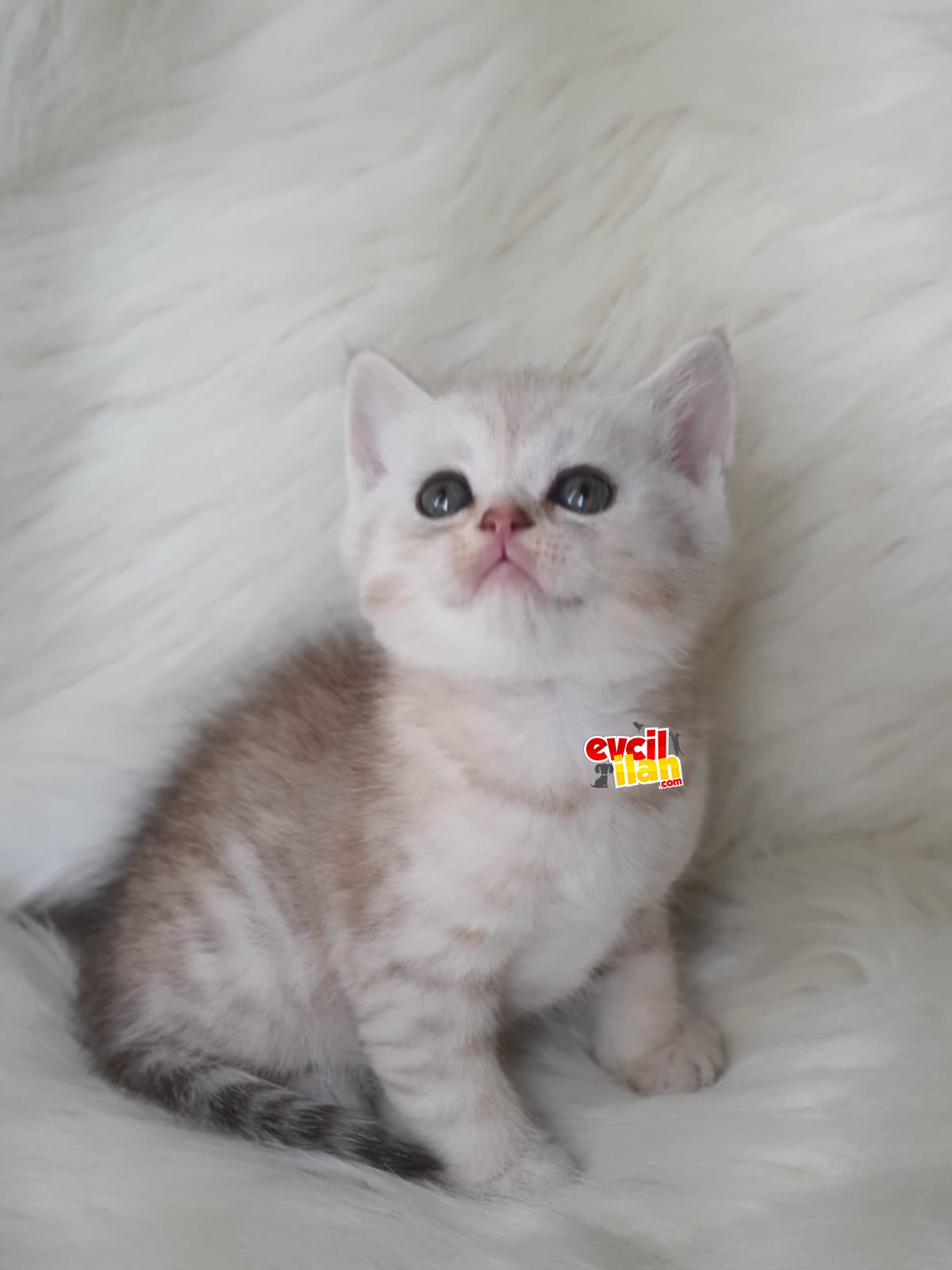 Secereli anne babadan sevimli british shorthair yavrumuz 