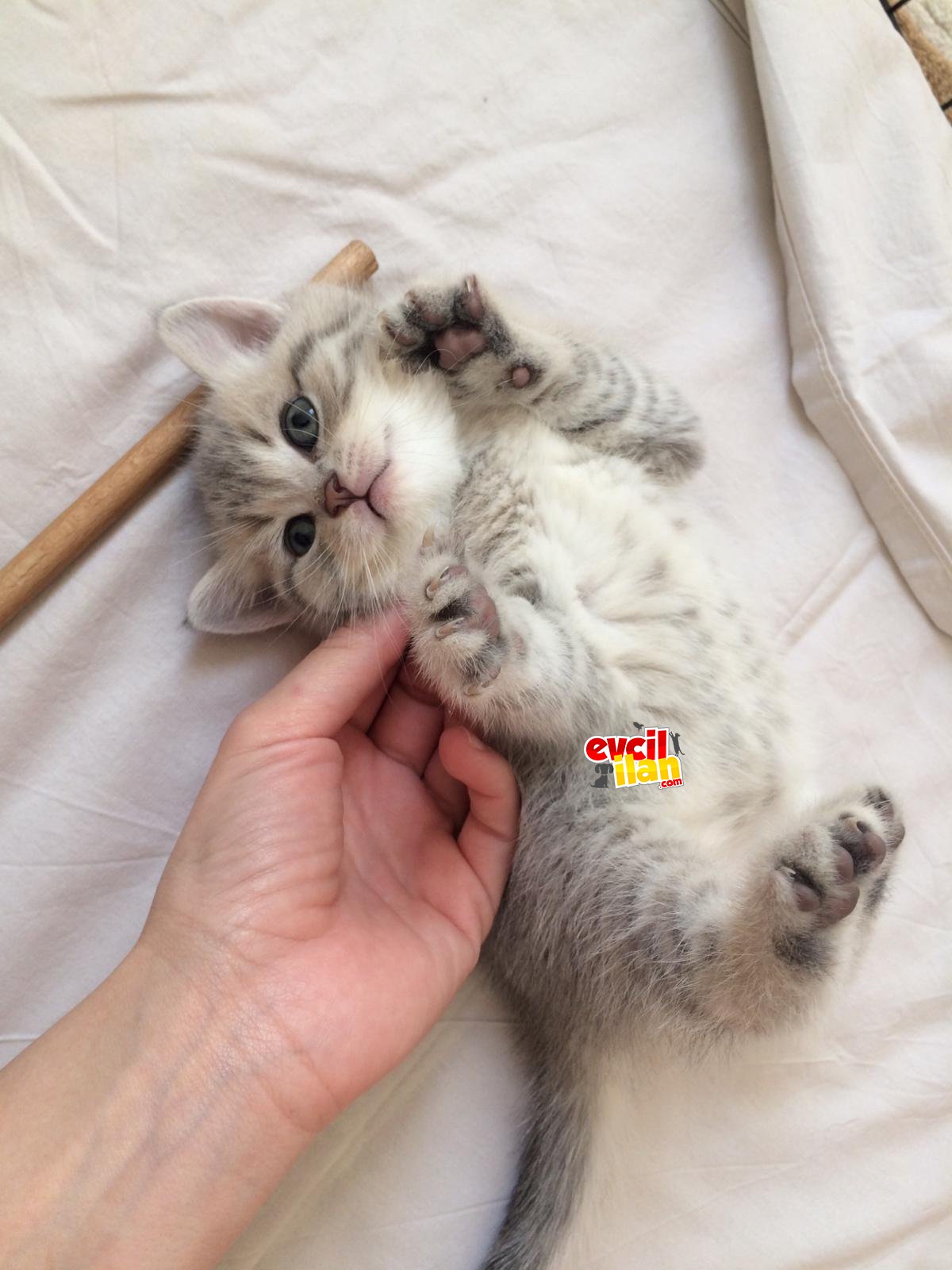 şecereli babadan cins kediler