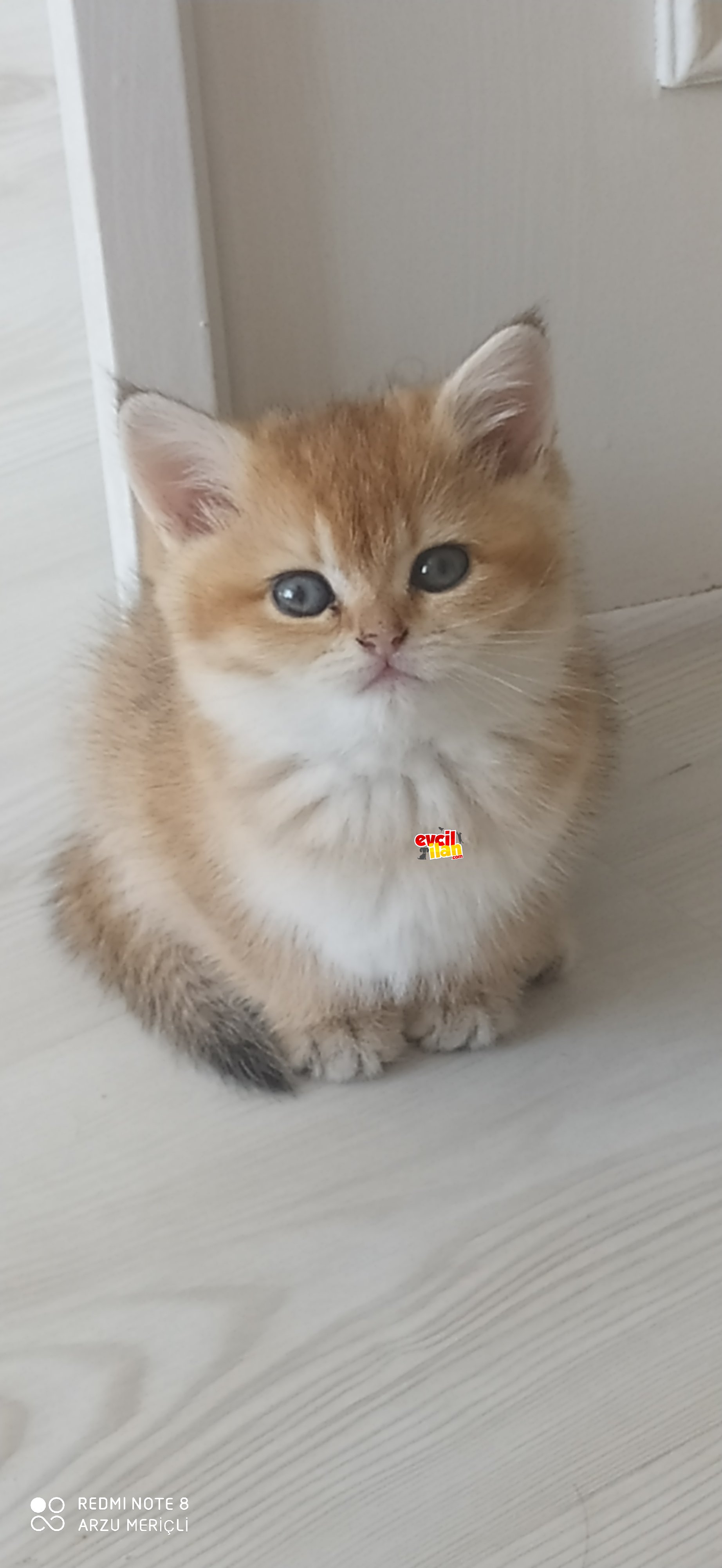 şecereli brithis erkek dişi yavrular