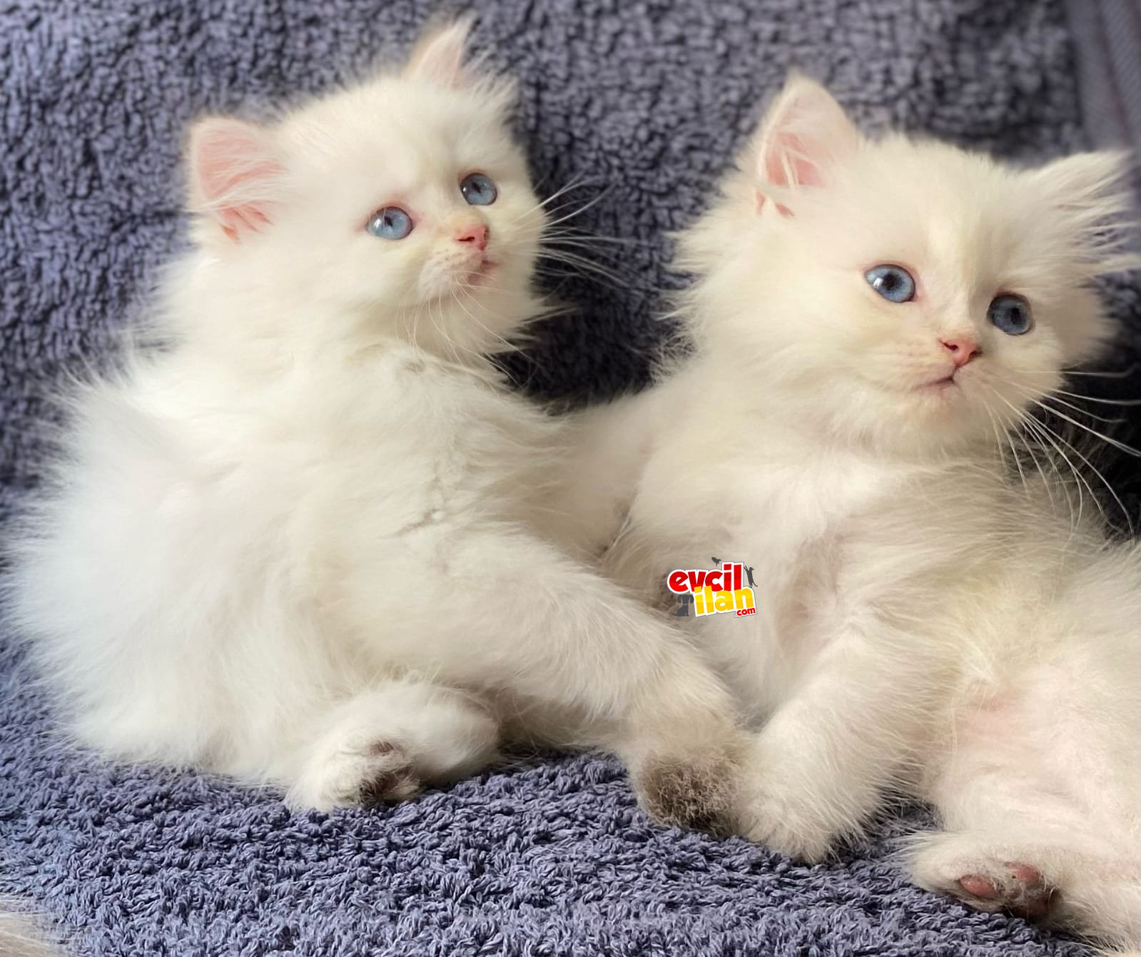 Secereli British Shorthair 