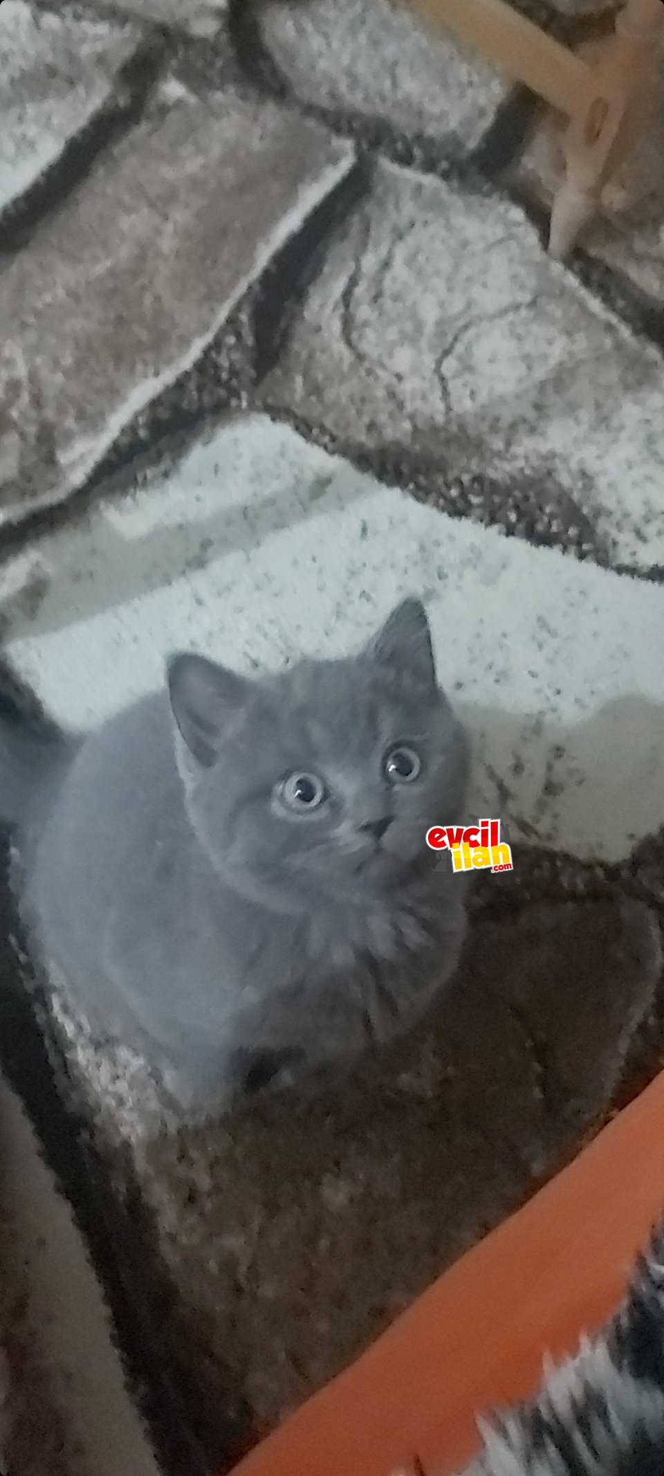 Secereli güzel 