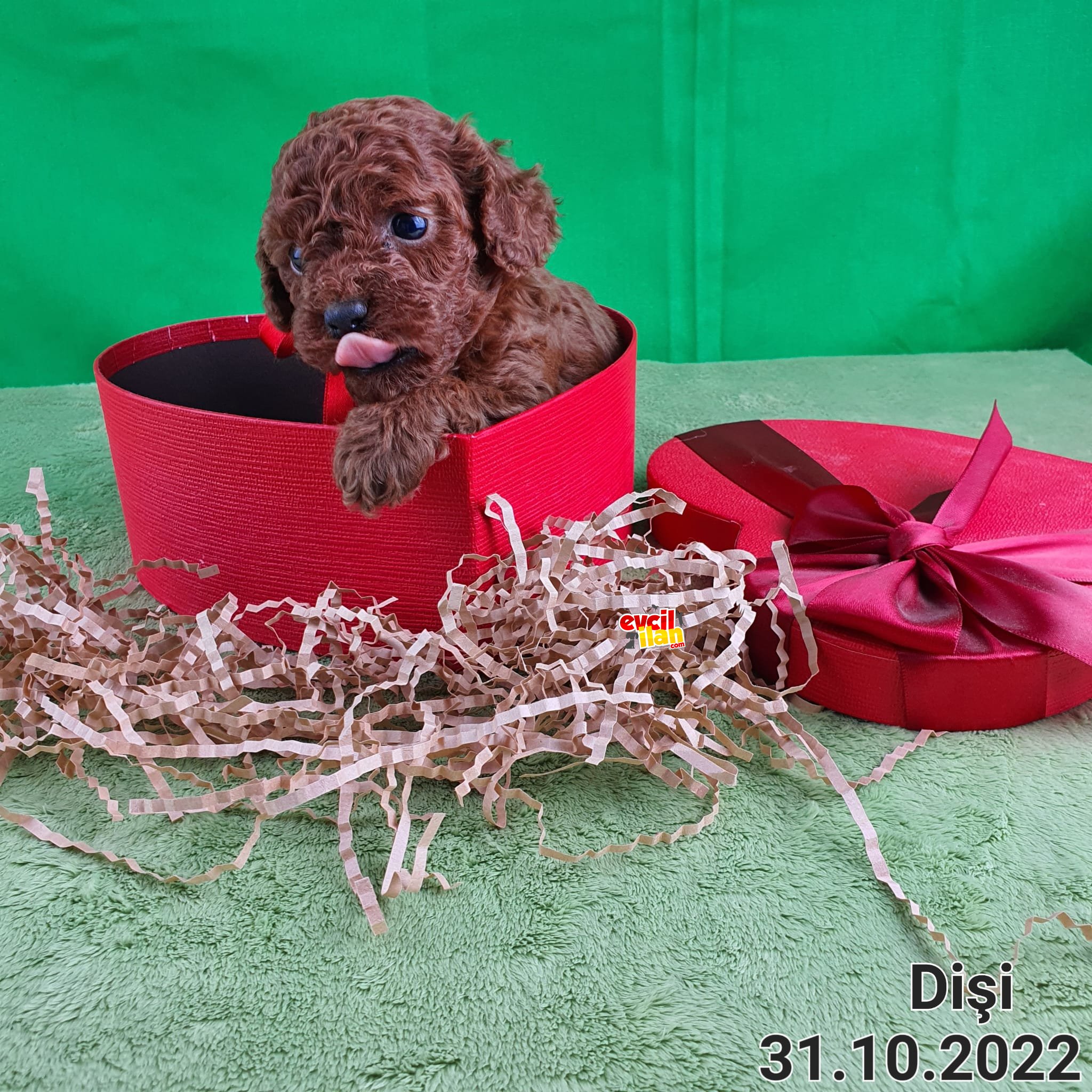 Secereli Red Brown Kore Poodle Yavruları