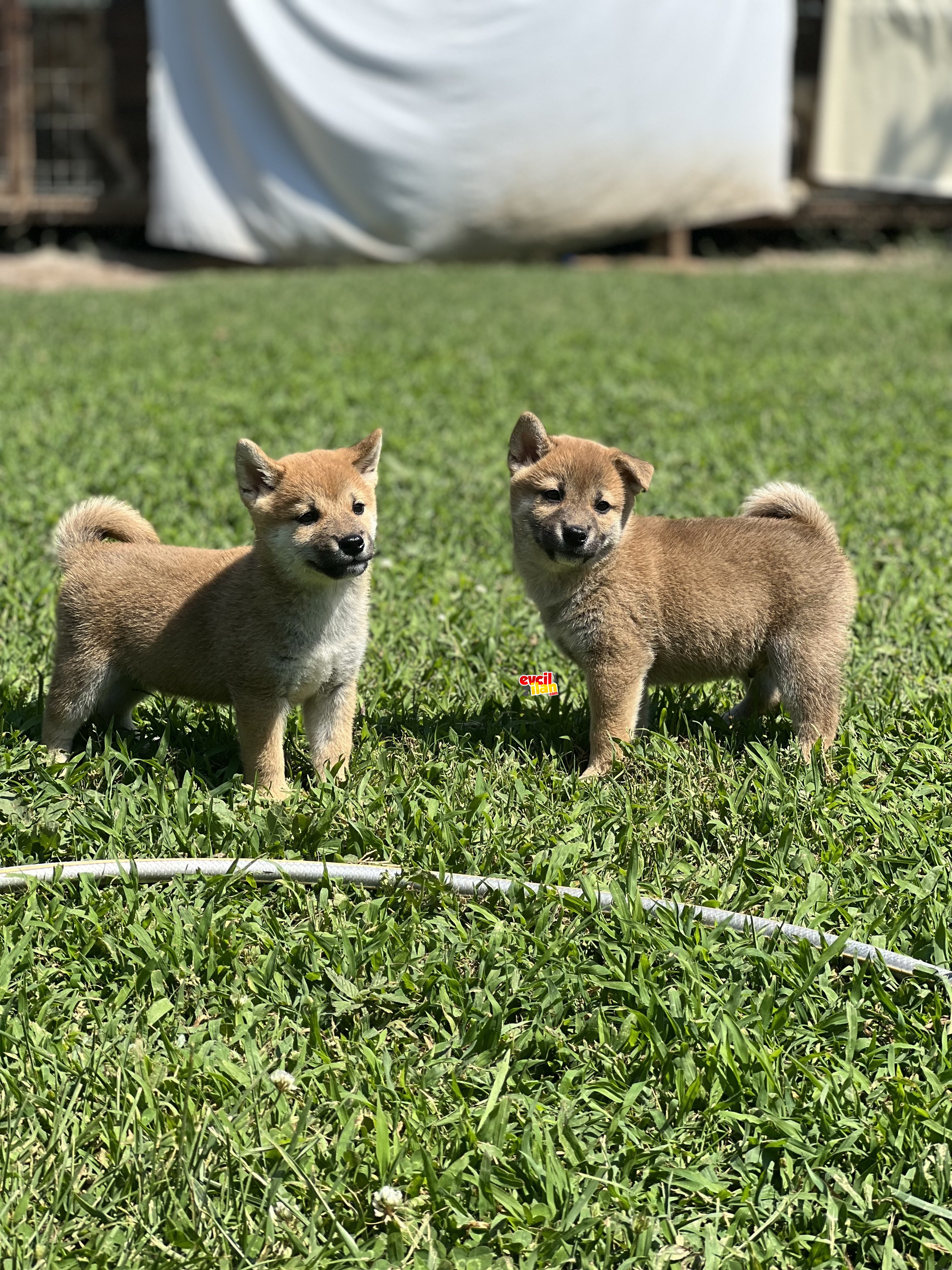 SECERELI SHIBA INU YAVRULAR