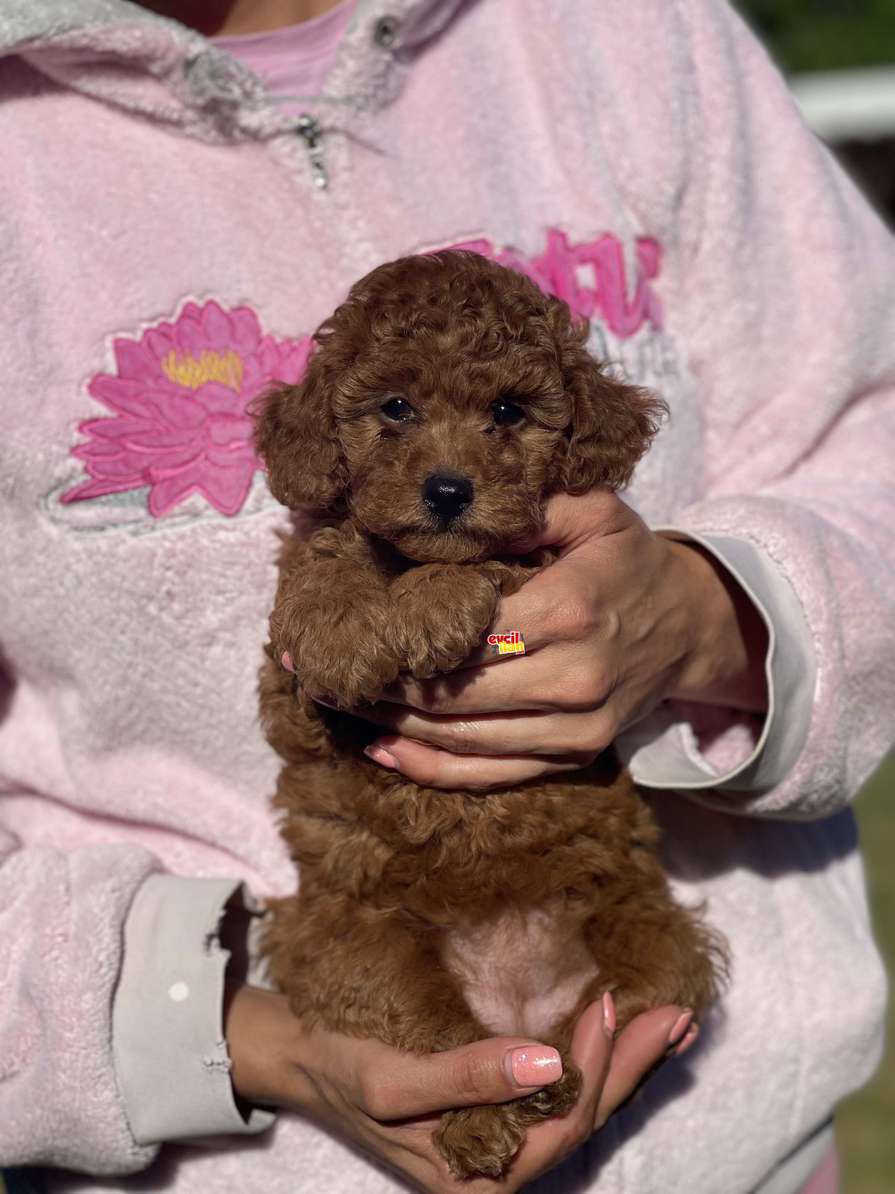 SECERELI TOY POODLE YAVRULAR