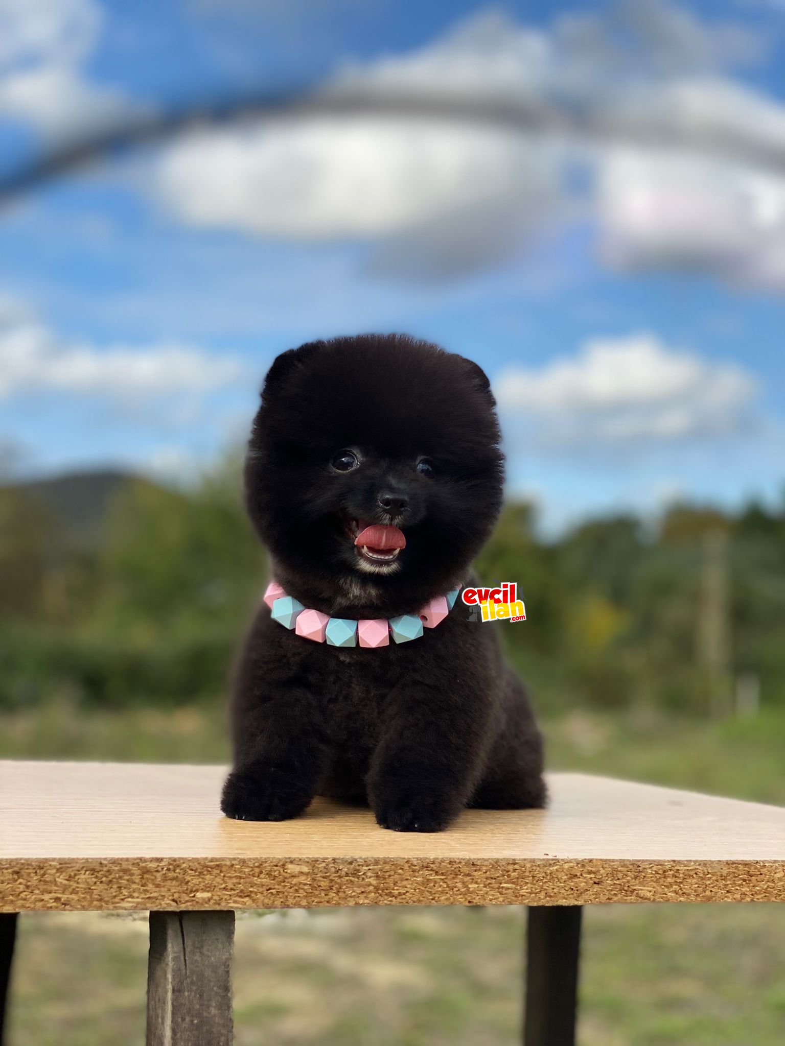 Secereli,microchipli boo pomeranian yavrularımız