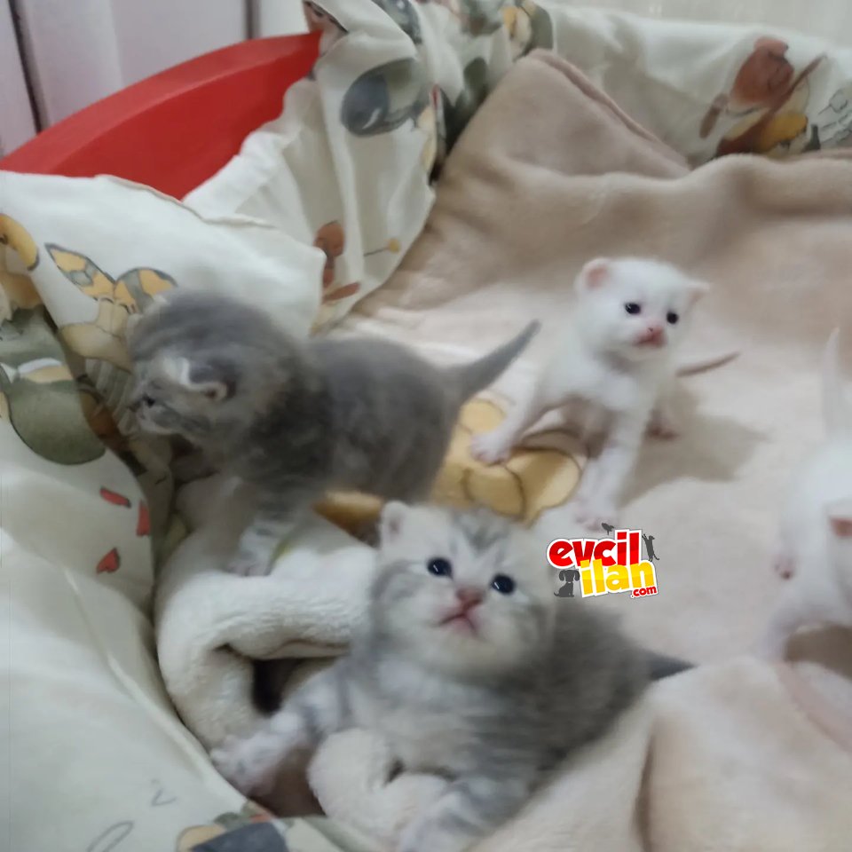 Şeceresi var anne baba safkan 