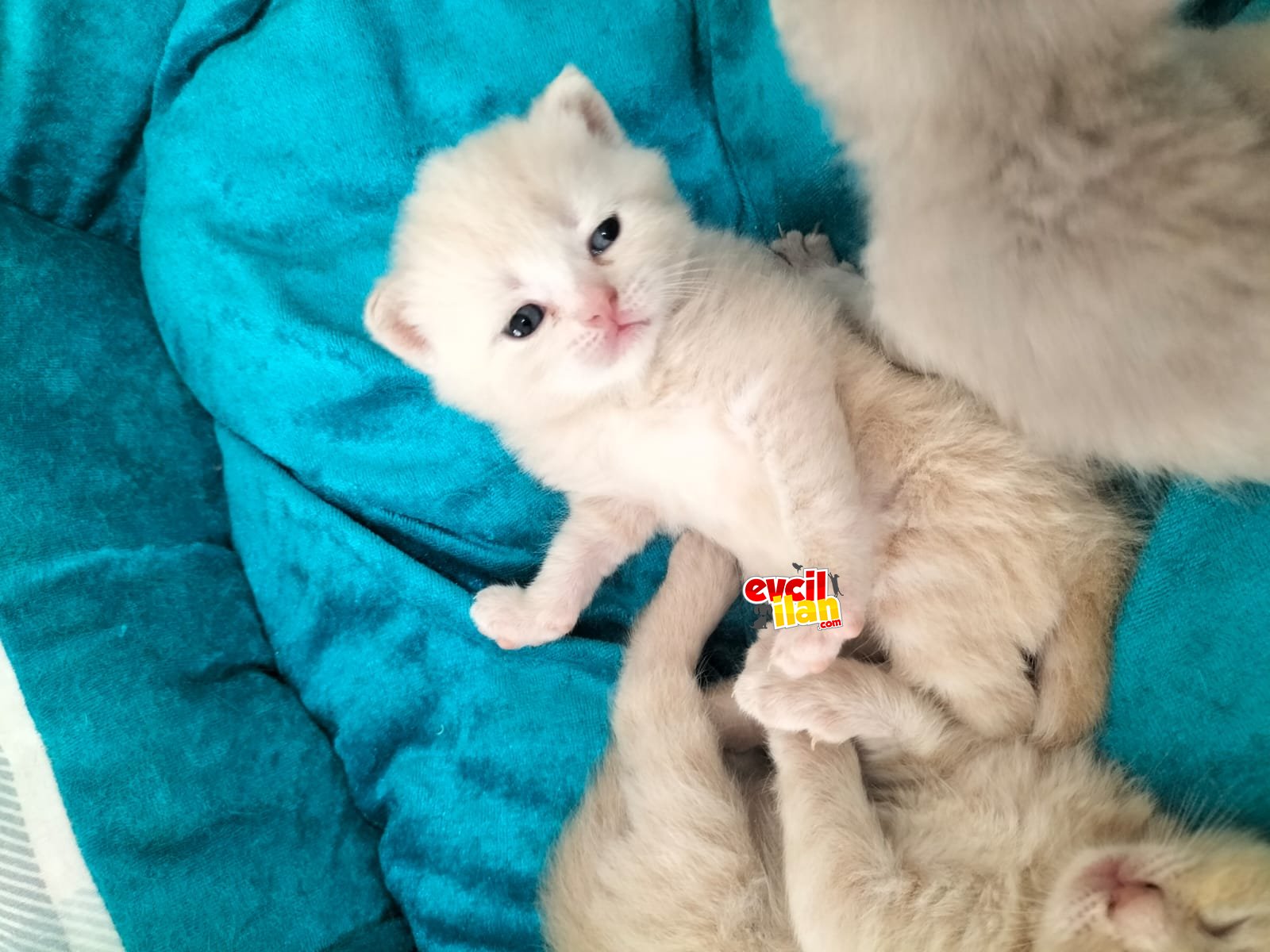 Şekerler yeni yuvalarını arıyor