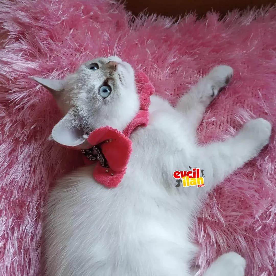 şekerparemiz yeni ailesini bekliyor.