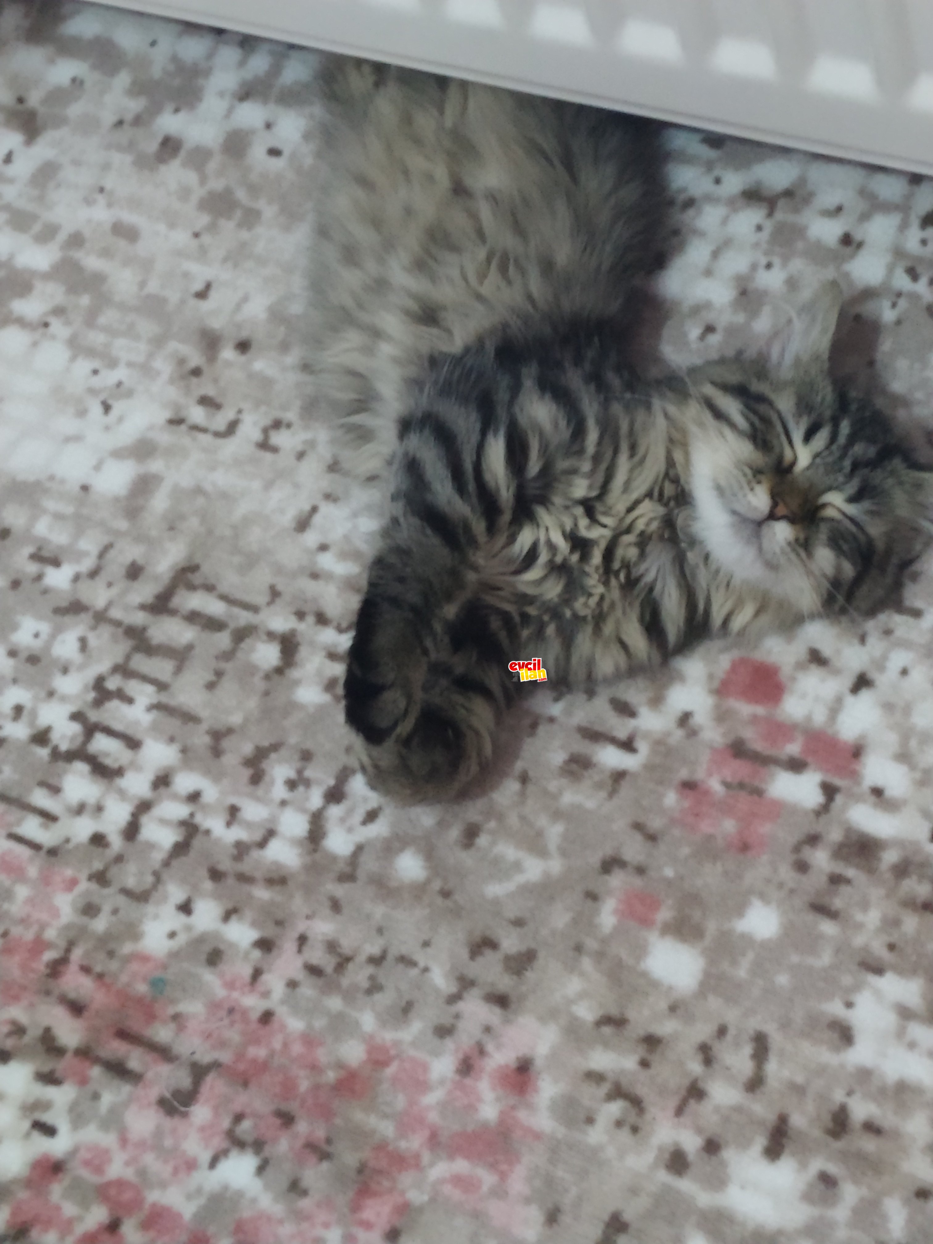 Sevecen çok iyi bir arkadas